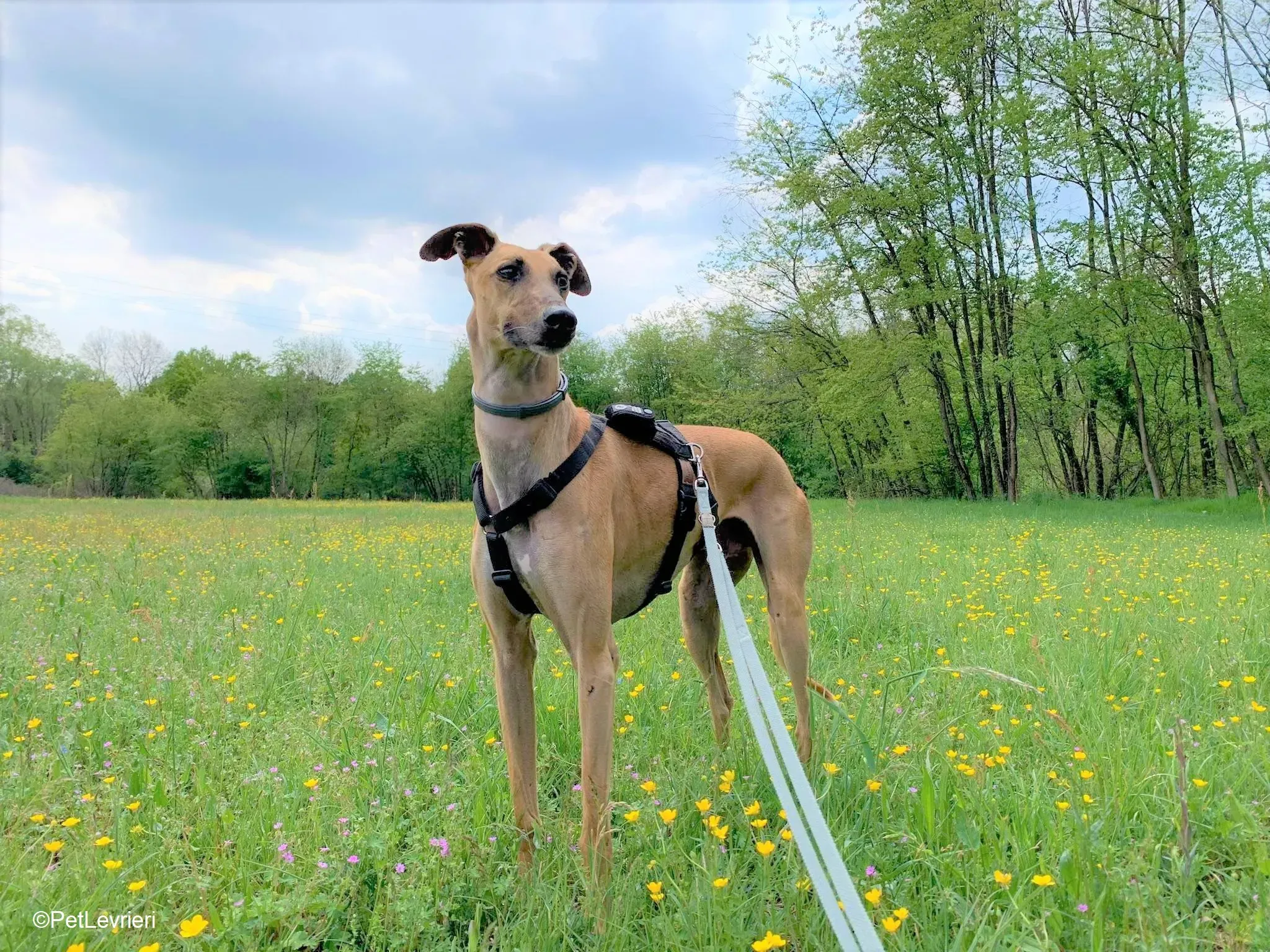 Arabe adozione levrieri galgo.24