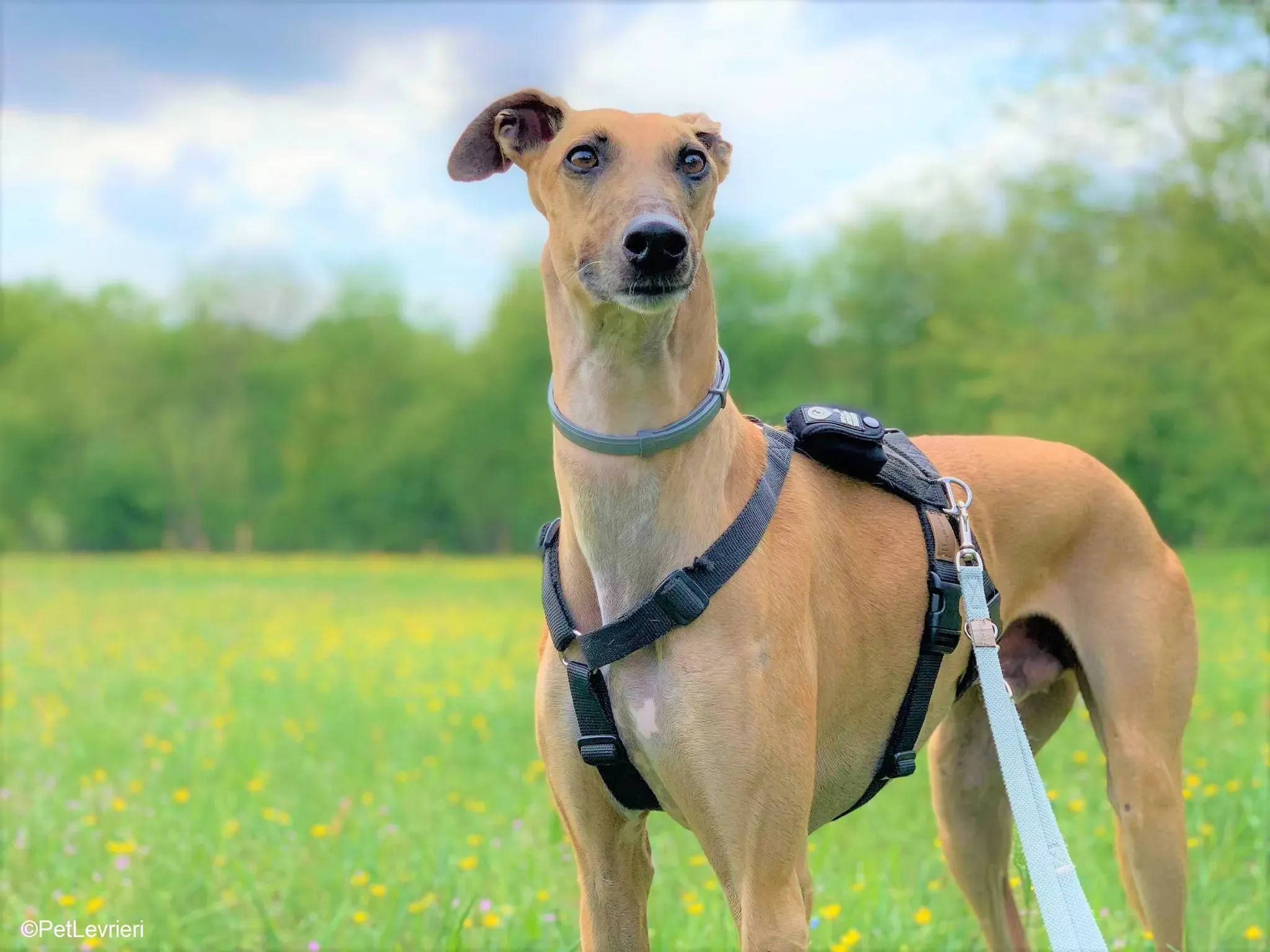 Arabe adozione levrieri galgo.25