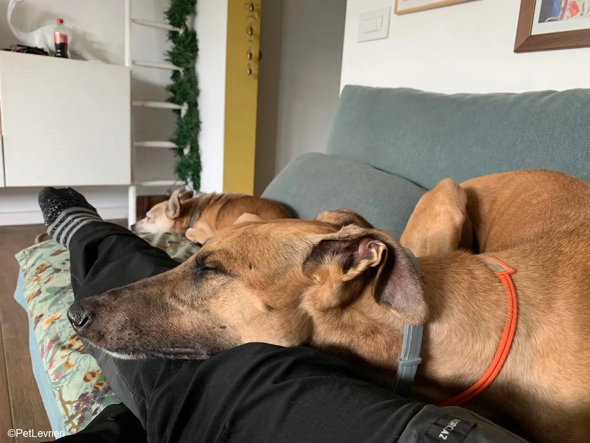 Arabe adozione levrieri galgo.26