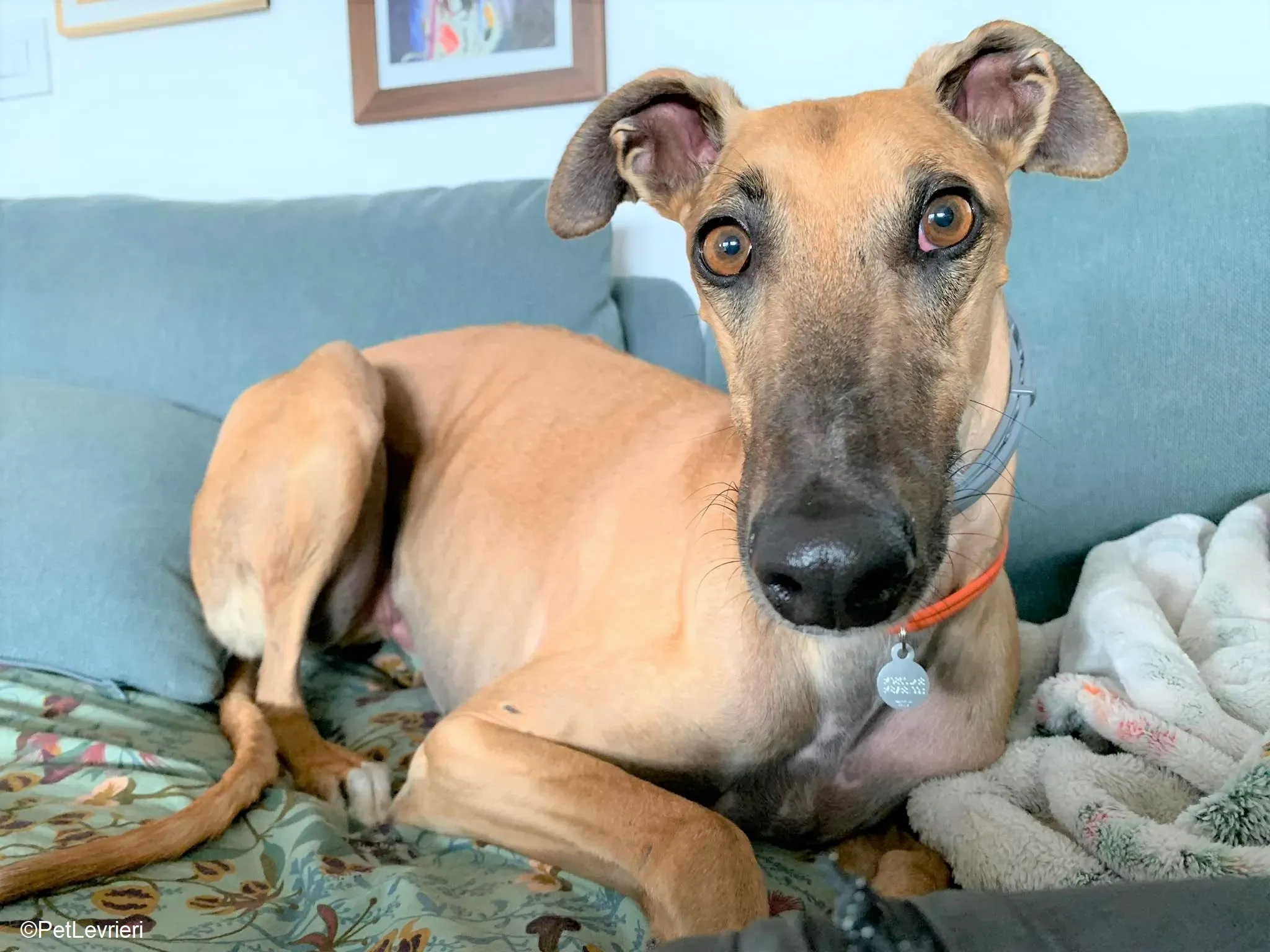 Arabe adozione levrieri galgo.27