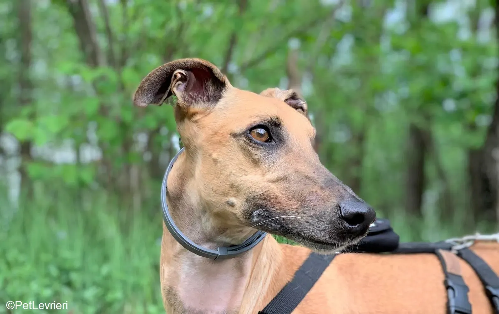 Arabe adozione levrieri galgo.28