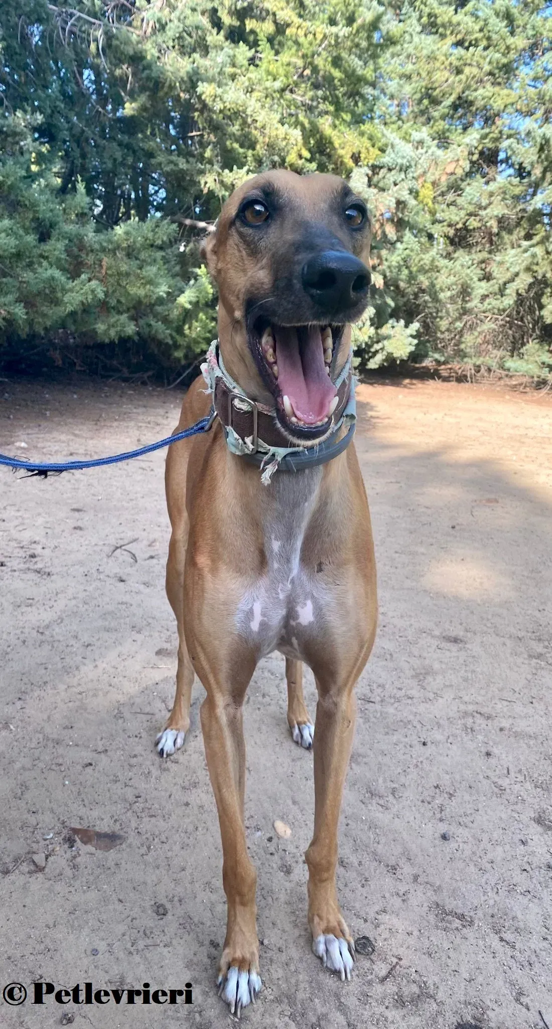 Arabe galgo adozione pet levrieri onlus 1 4