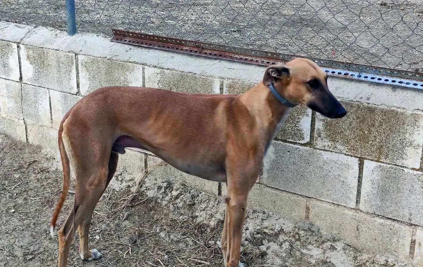 Arabe galgo adozione pet levrieri onlus 2 4 e1670340158742