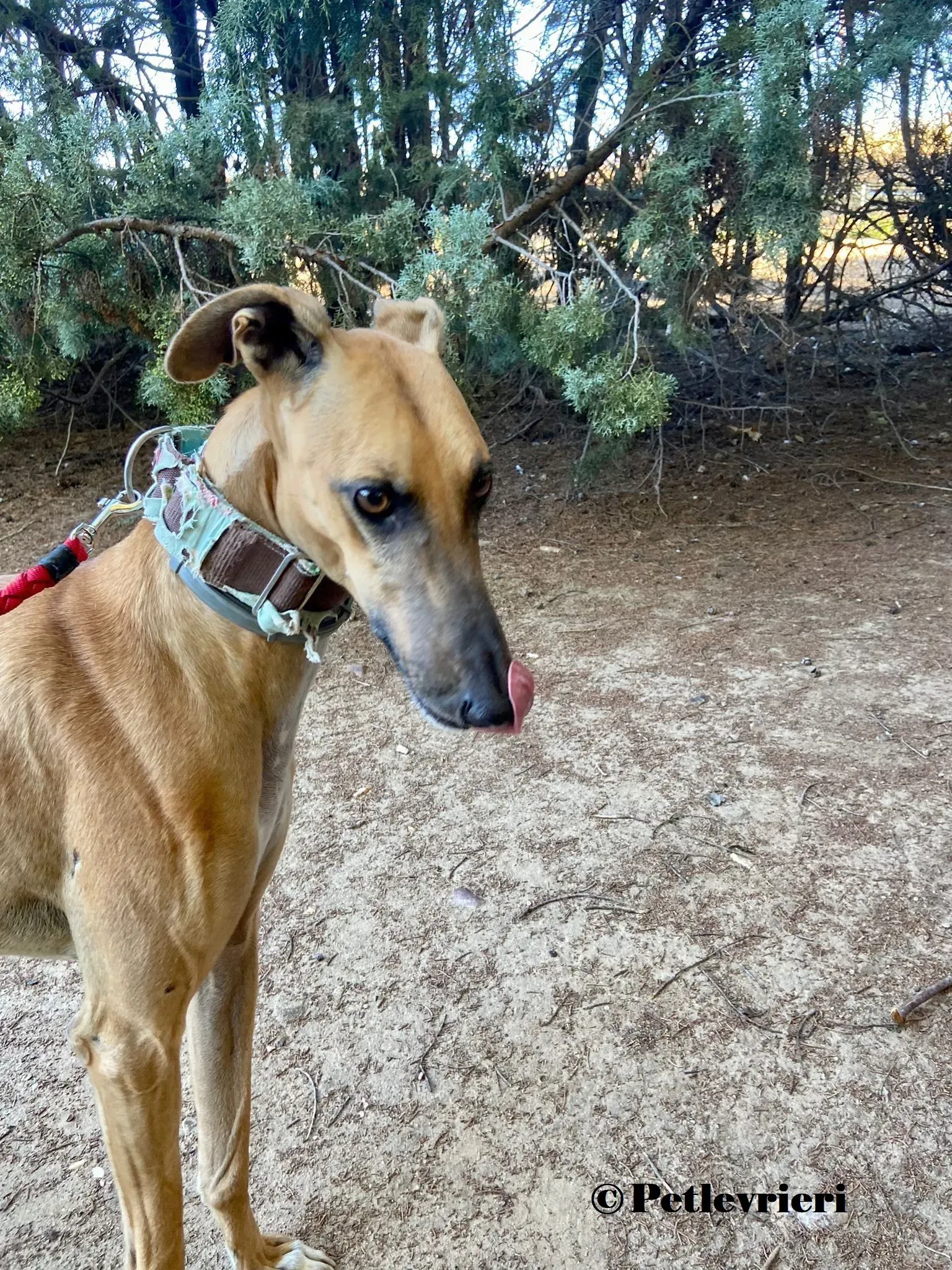 Arabe galgo adozione pet levrieri onlus 3 4