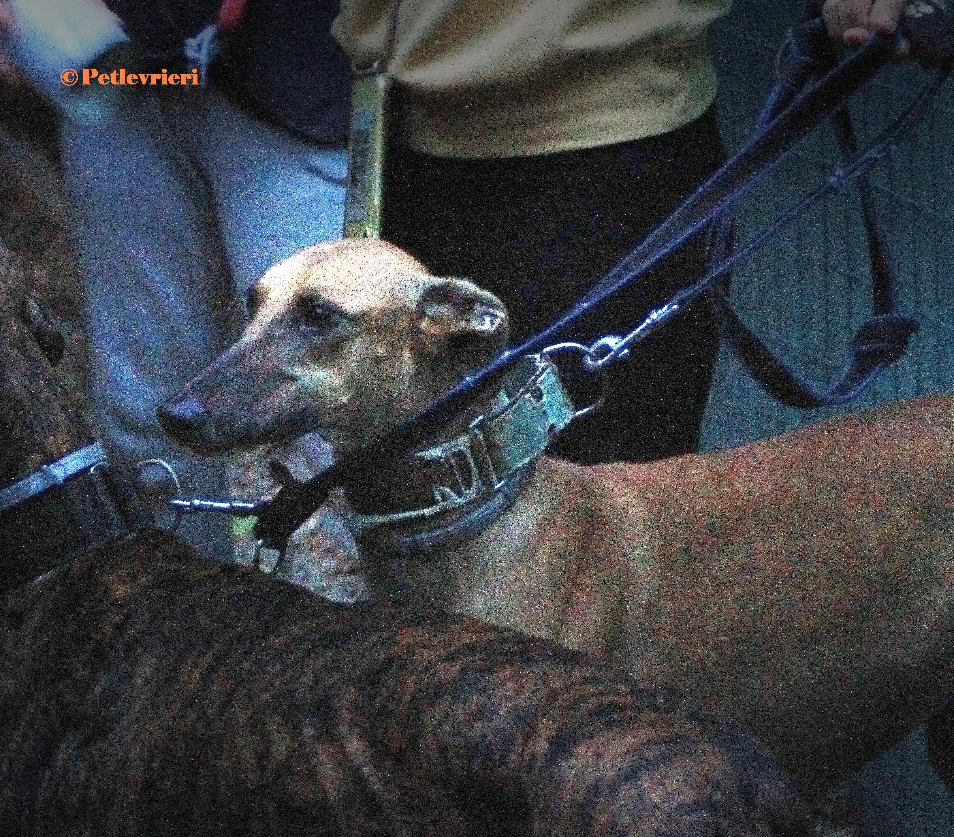 Arabe galgo adozione pet levrieri onlus 4 3