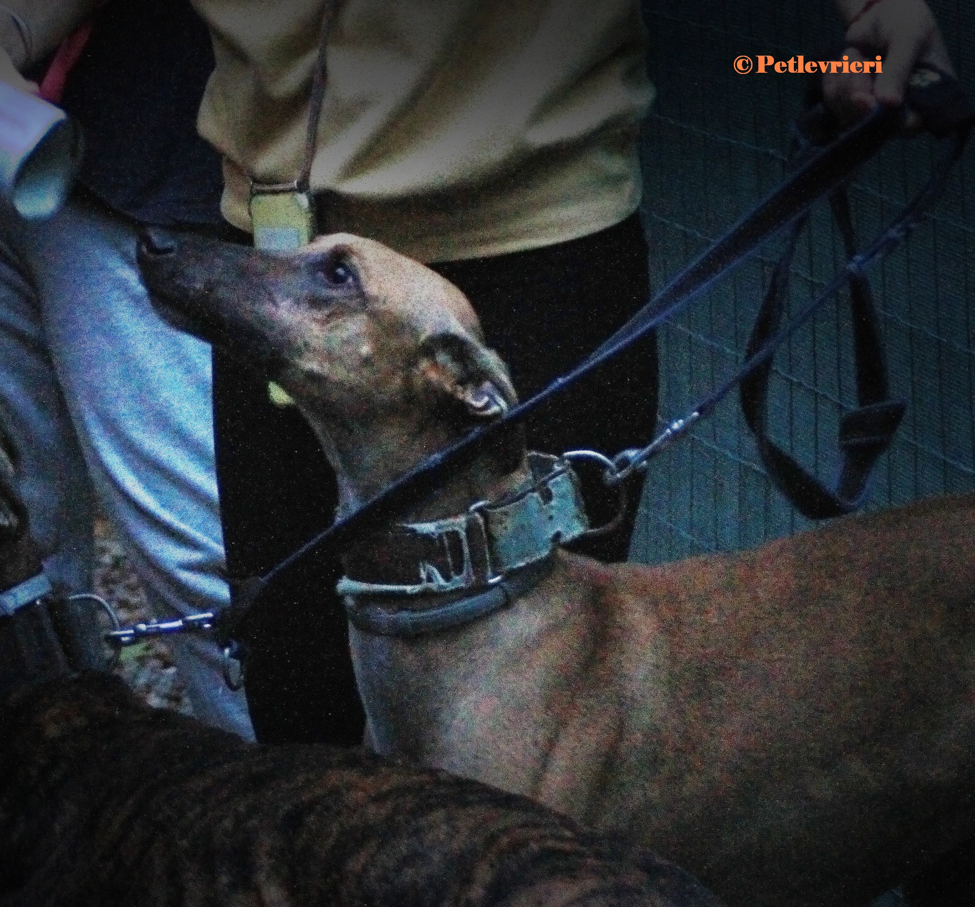 Arabe galgo adozione pet levrieri onlus 5 3