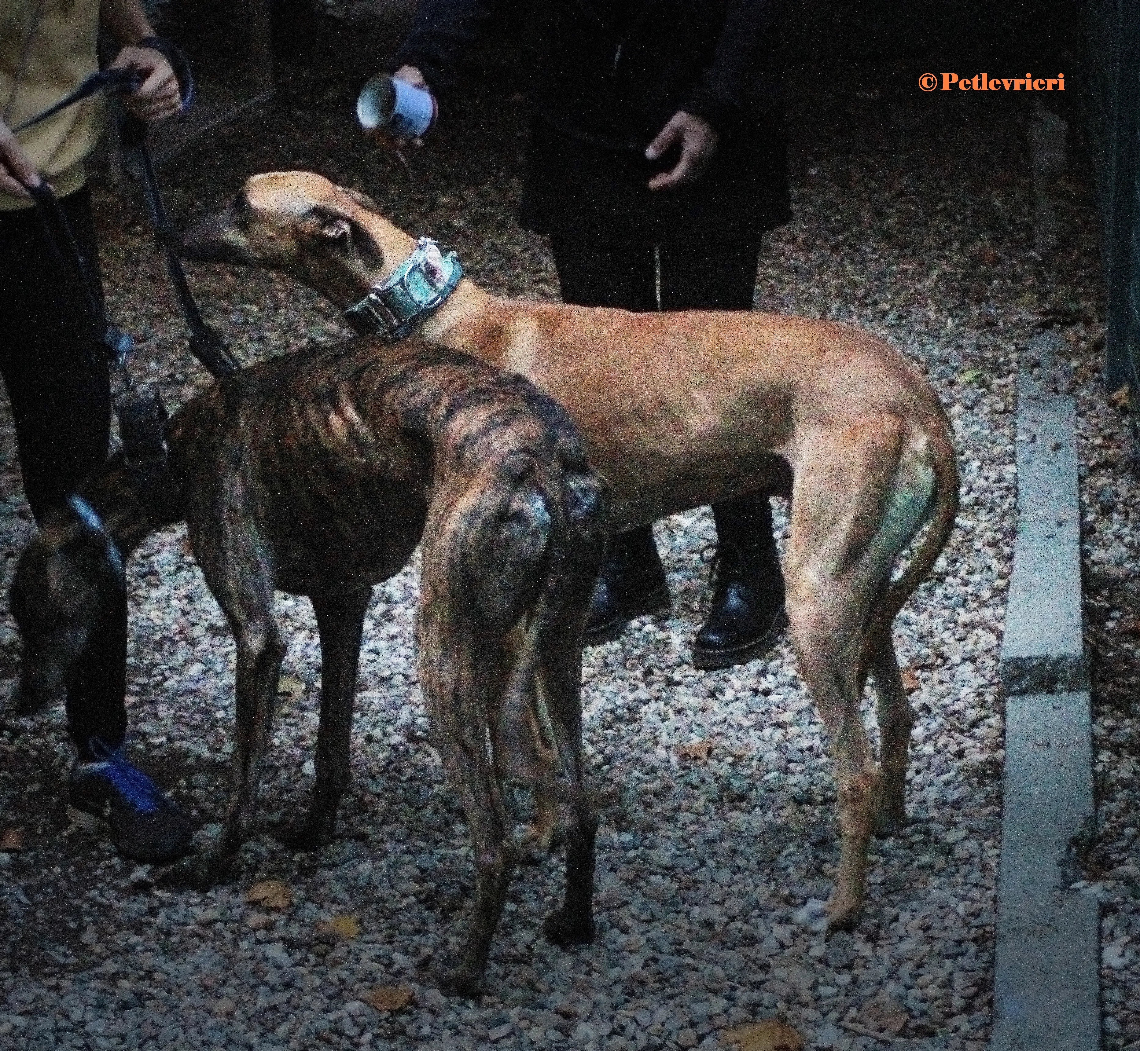 Arabe galgo adozione pet levrieri onlus 6 3