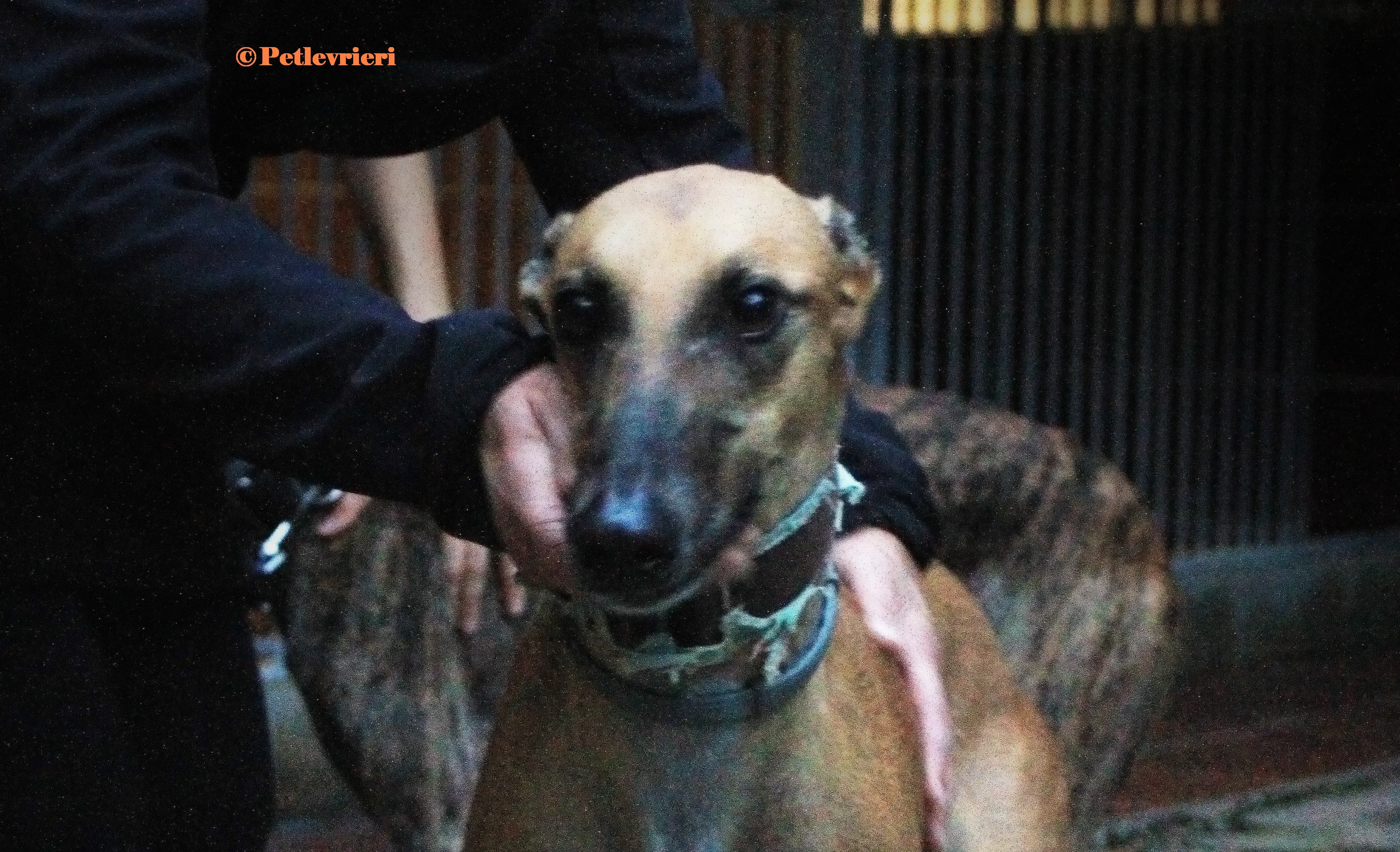 Arabe galgo adozione pet levrieri onlus 7