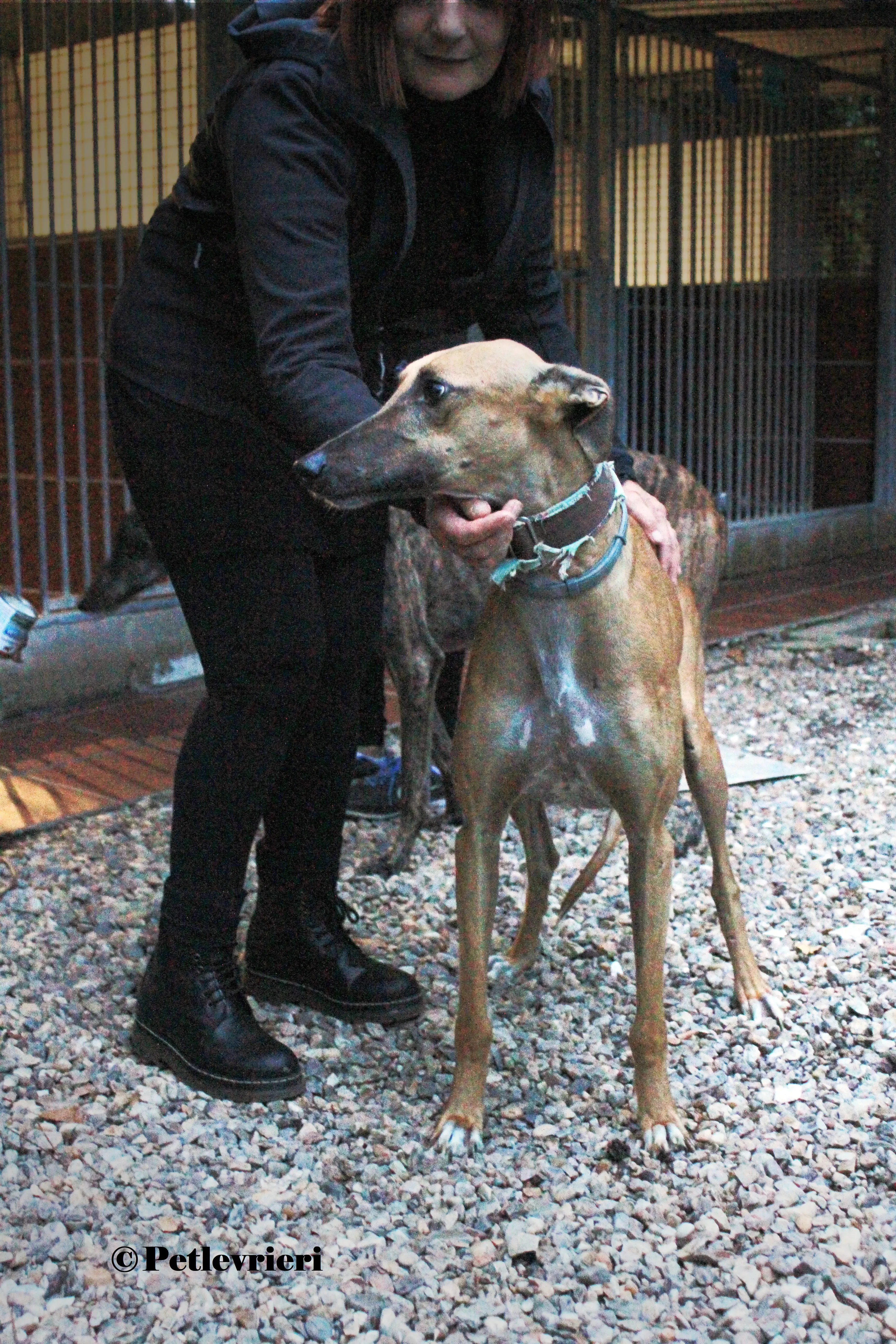 Arabe galgo adozione pet levrieri onlus 8