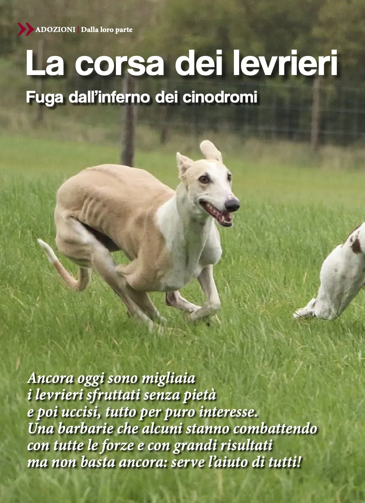 Argos Aprile 2020  Pet levrieri 1