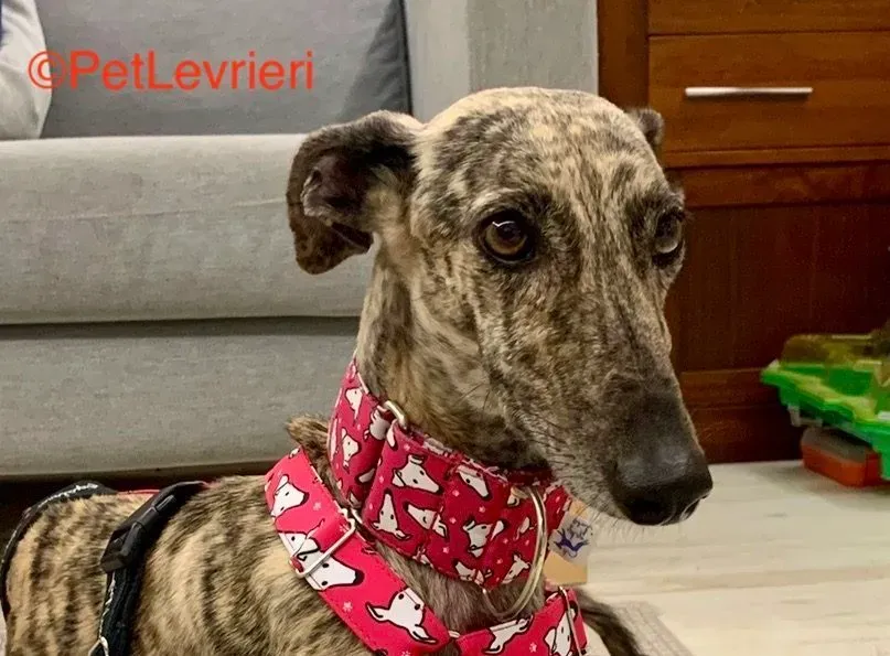 Ariel adozione galgo pet levrieri onlus 3 2 e1677618567723