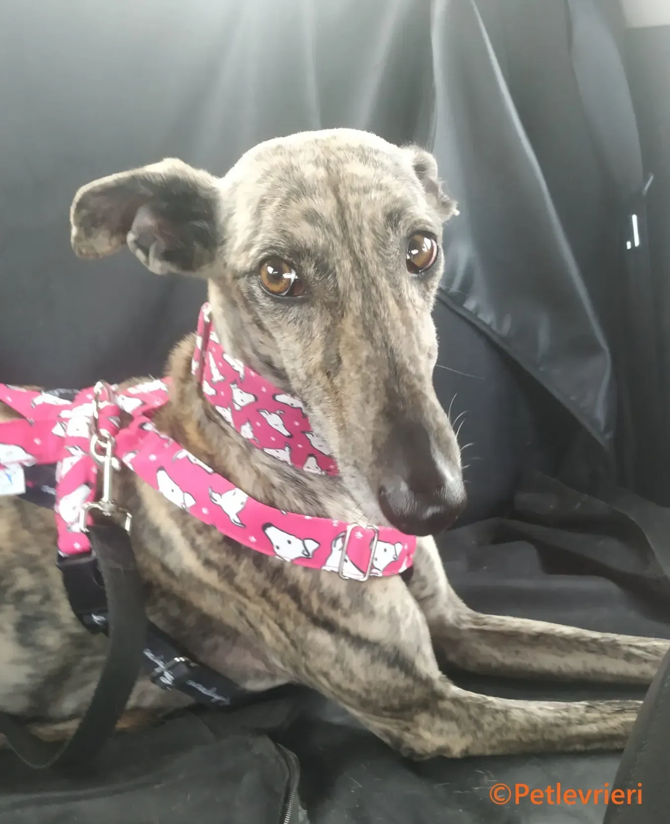 Ariel galgo adozione pet levrieri onlus 4