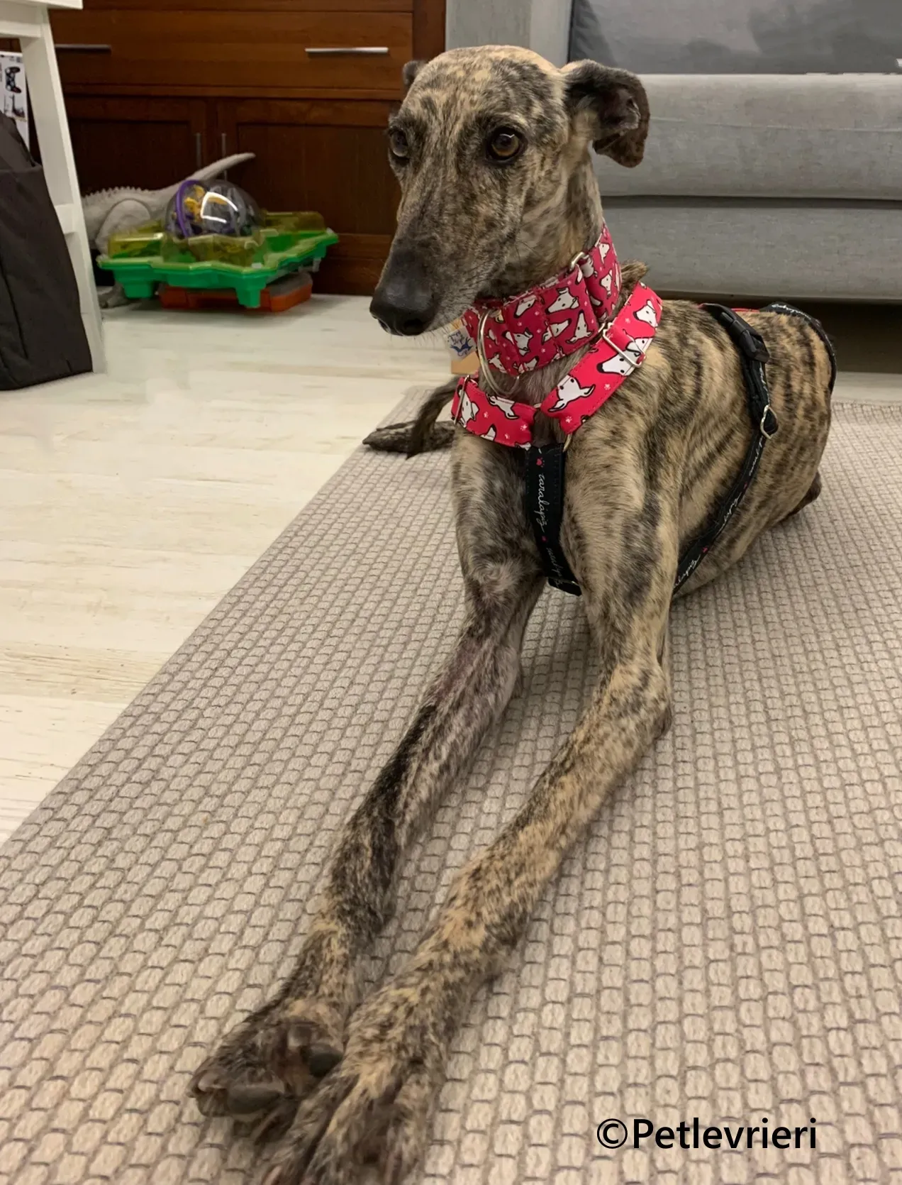 Ariel galgo adozione pet levrieri onlus 5