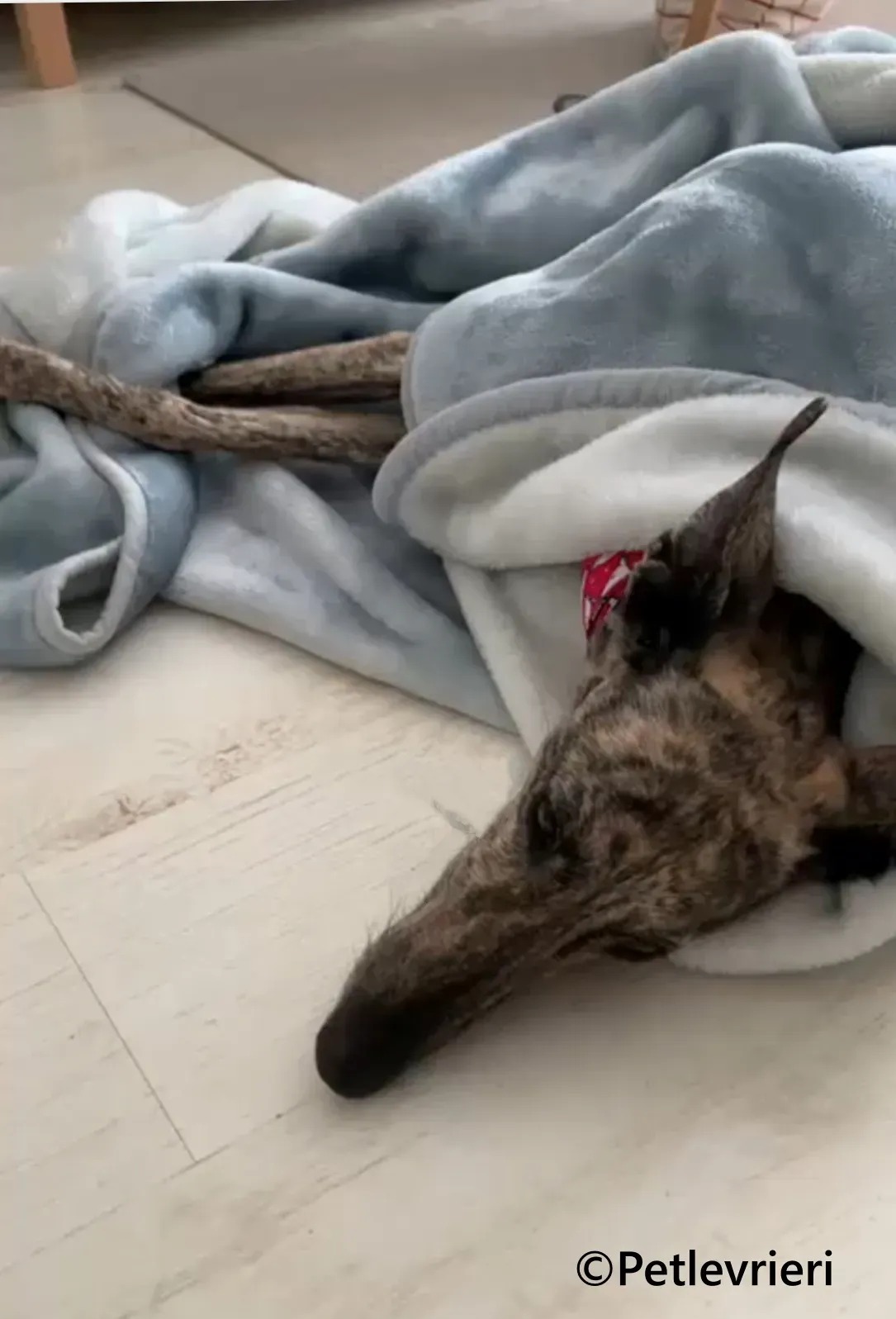 Ariel galgo adozione pet levrieri onlus 6