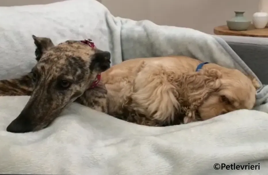 Ariel galgo adozione pet levrieri onlus 7