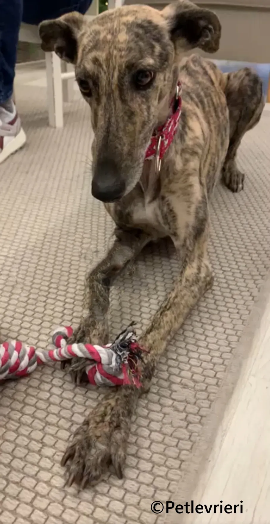 Ariel galgo adozione pet levrieri onlus 8