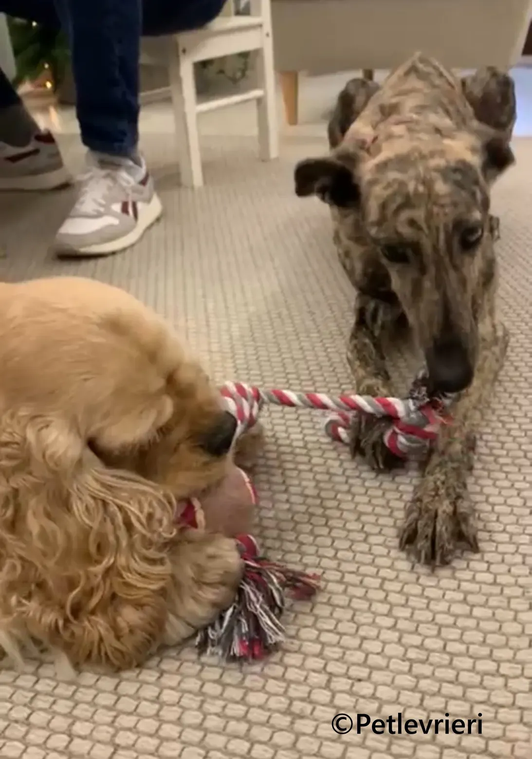 Ariel galgo adozione pet levrieri onlus 9