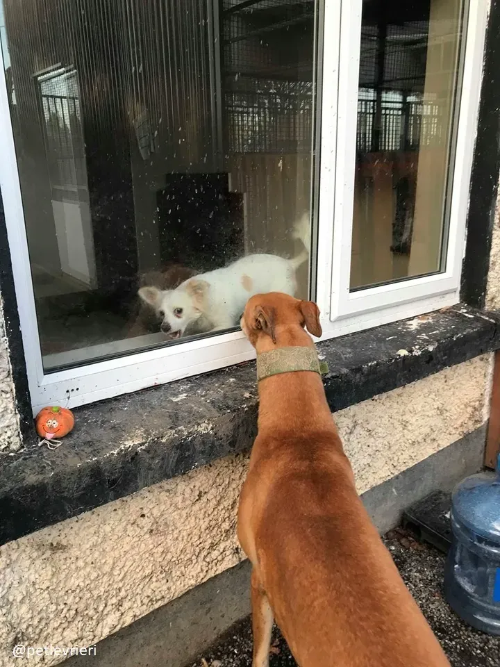 Arighi adozione greyhound 1