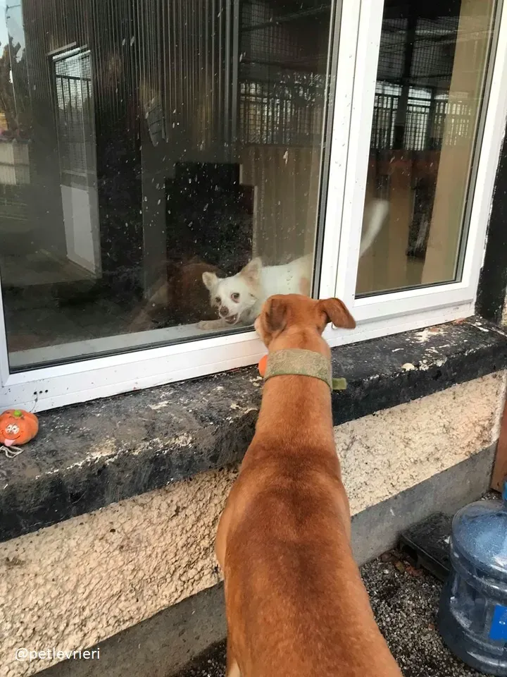 Arighi adozione greyhound 2