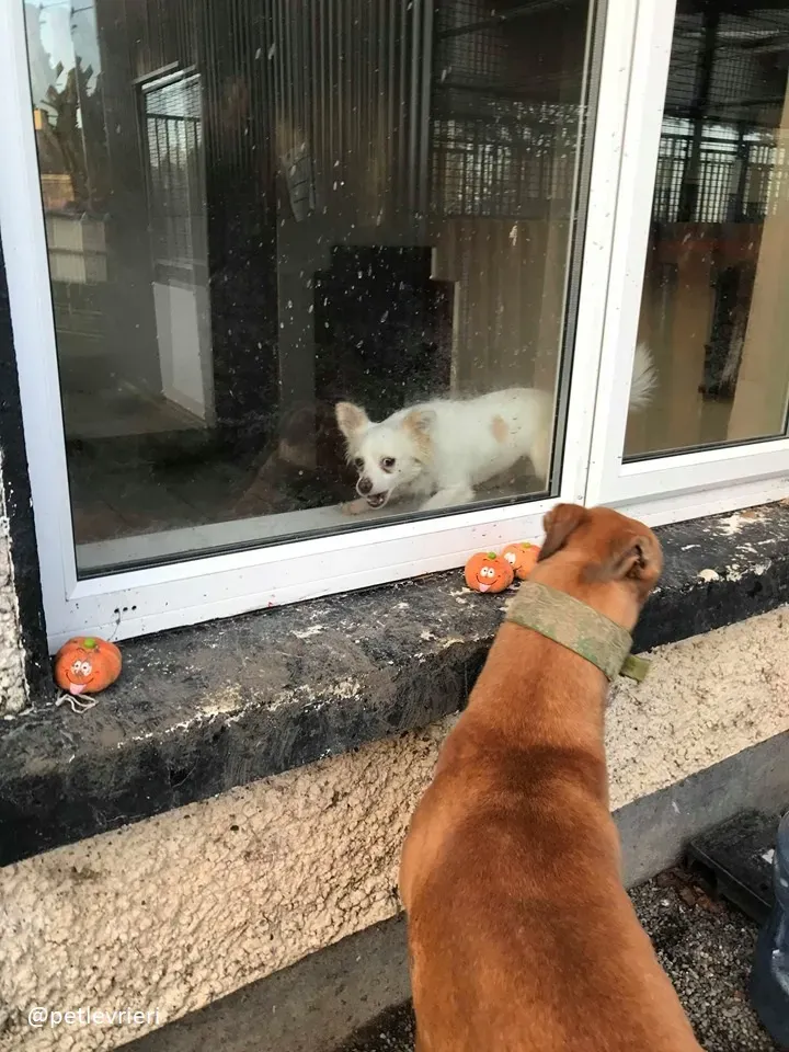 Arighi adozione greyhound 3