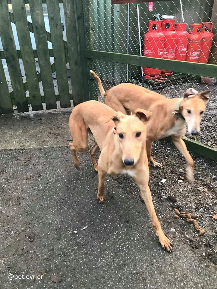 Arighi adozione greyhound