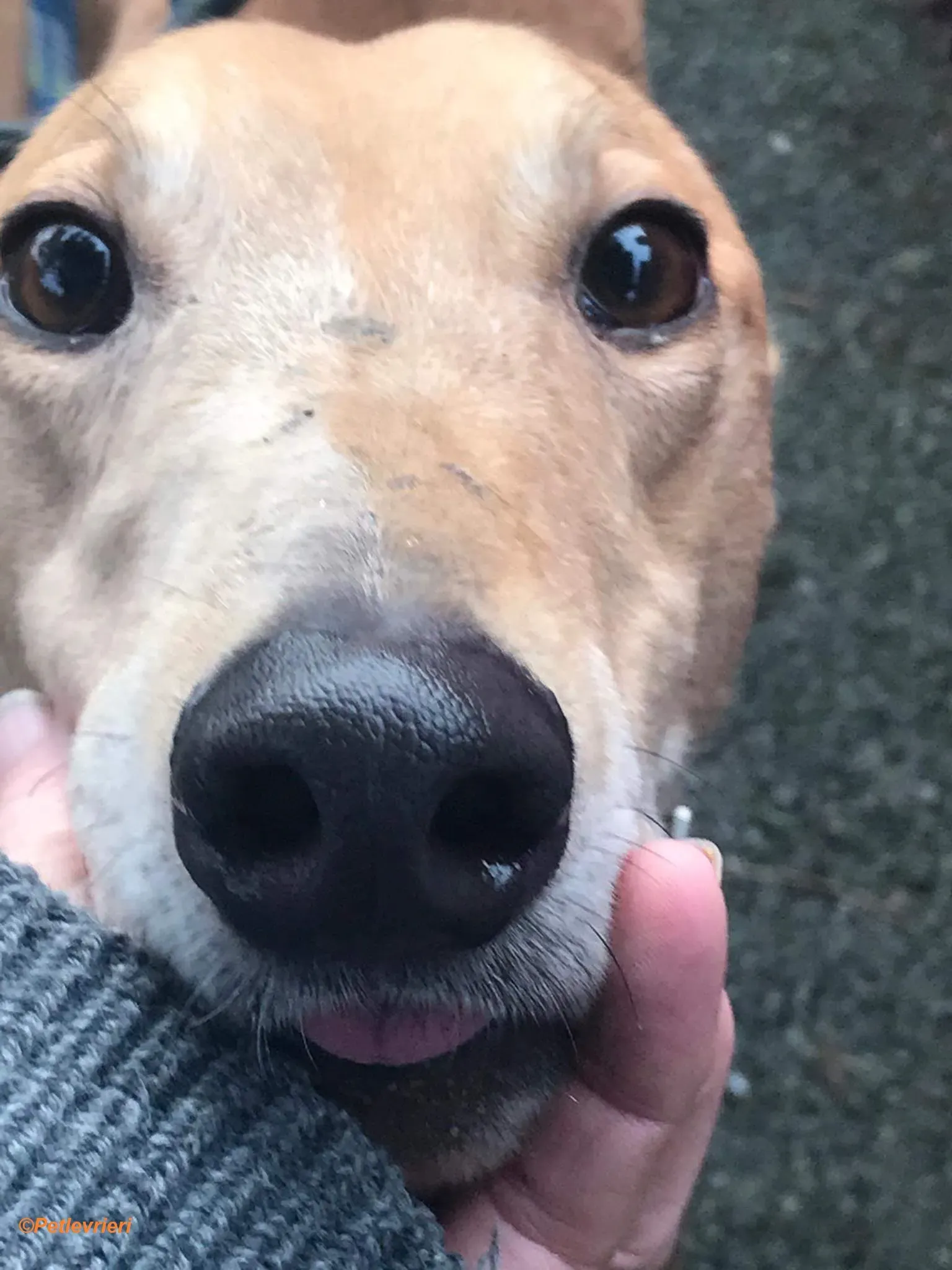 Arighi adozione levrieri greyhound 1