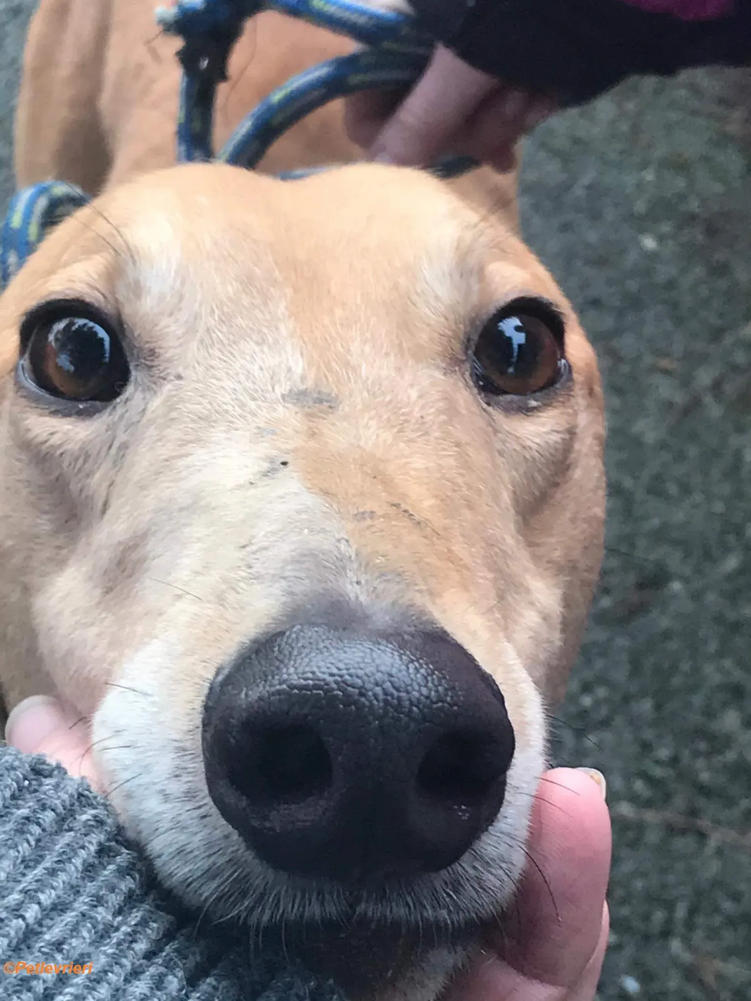 Arighi adozione levrieri greyhound 2