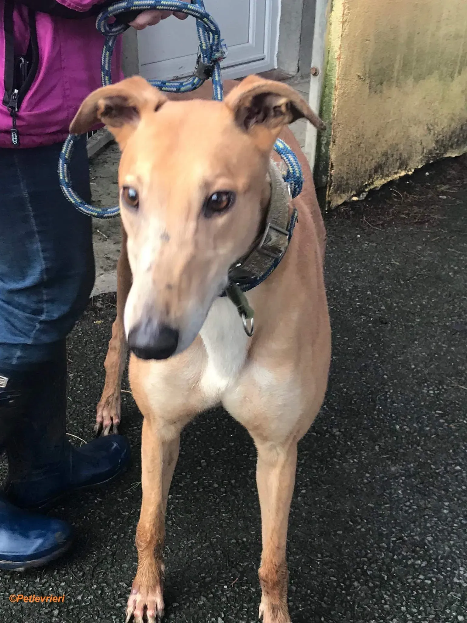 Arighi adozione levrieri greyhound 3