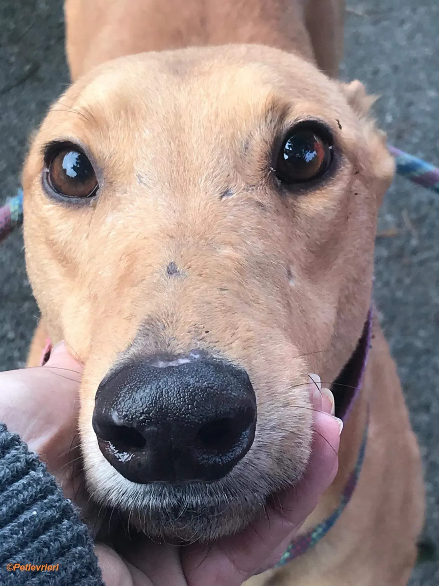 Arighi adozione levrieri greyhound 4