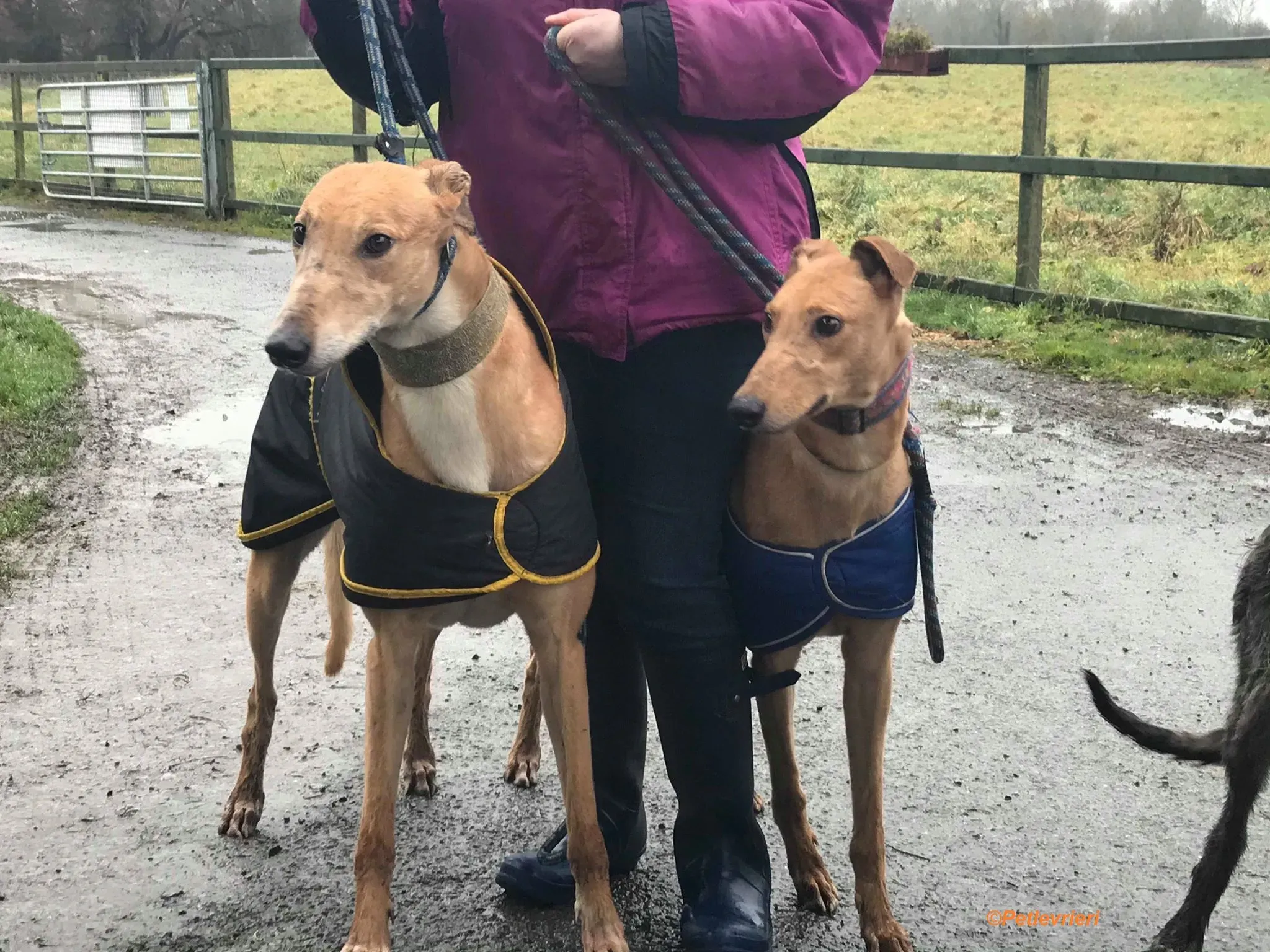 Arighi adozione levrieri greyhound 5