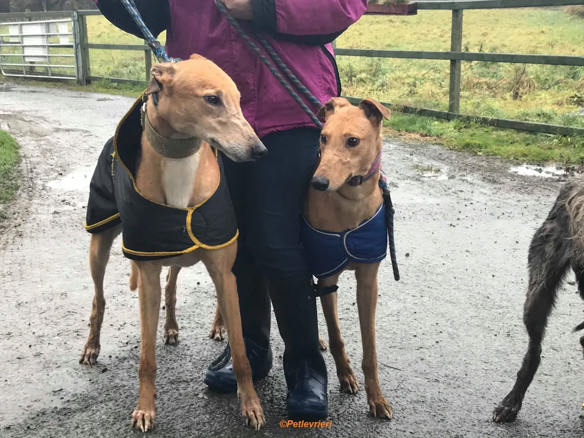 Arighi adozione levrieri greyhound 6