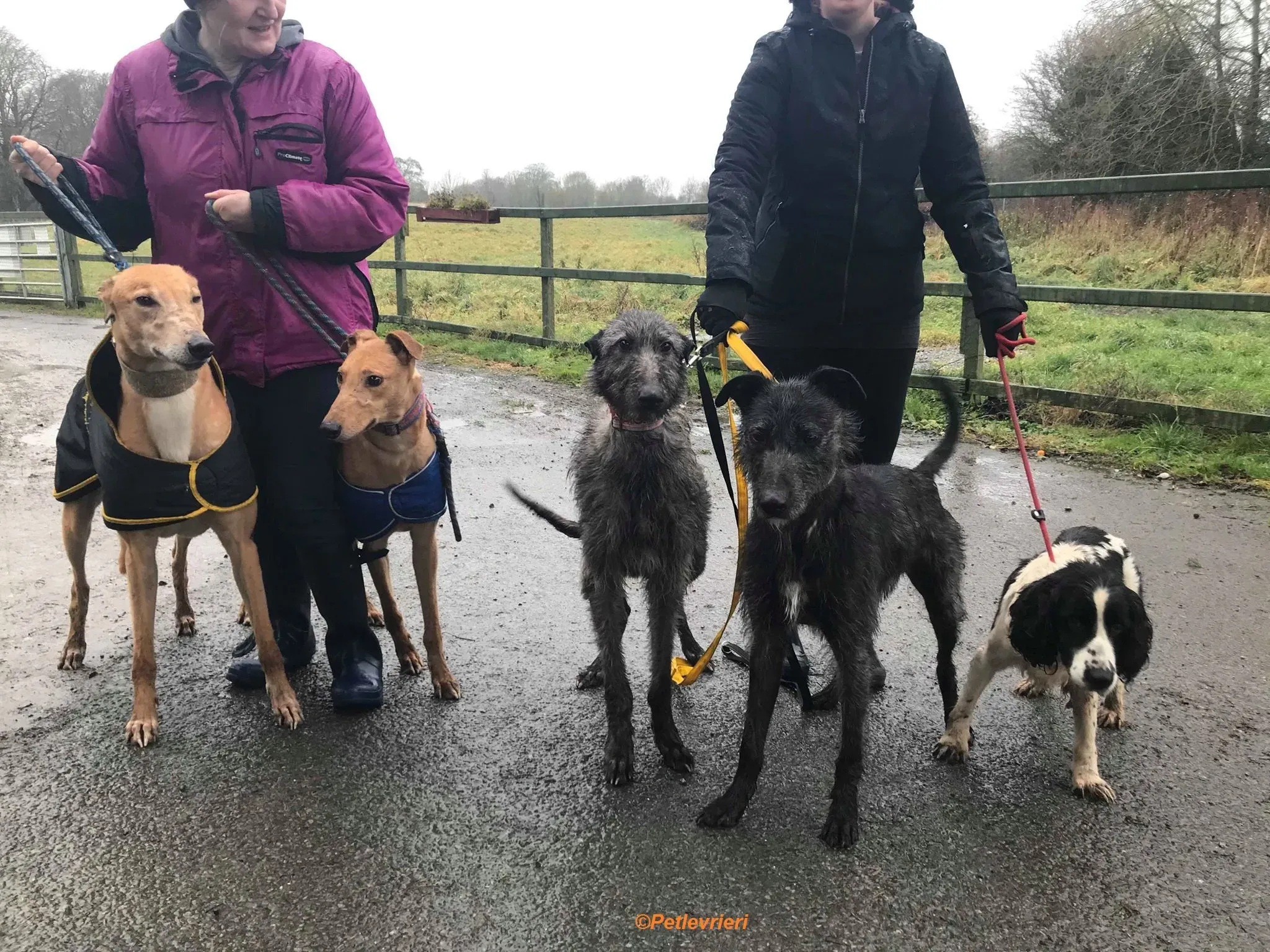 Arighi adozione levrieri greyhound 7