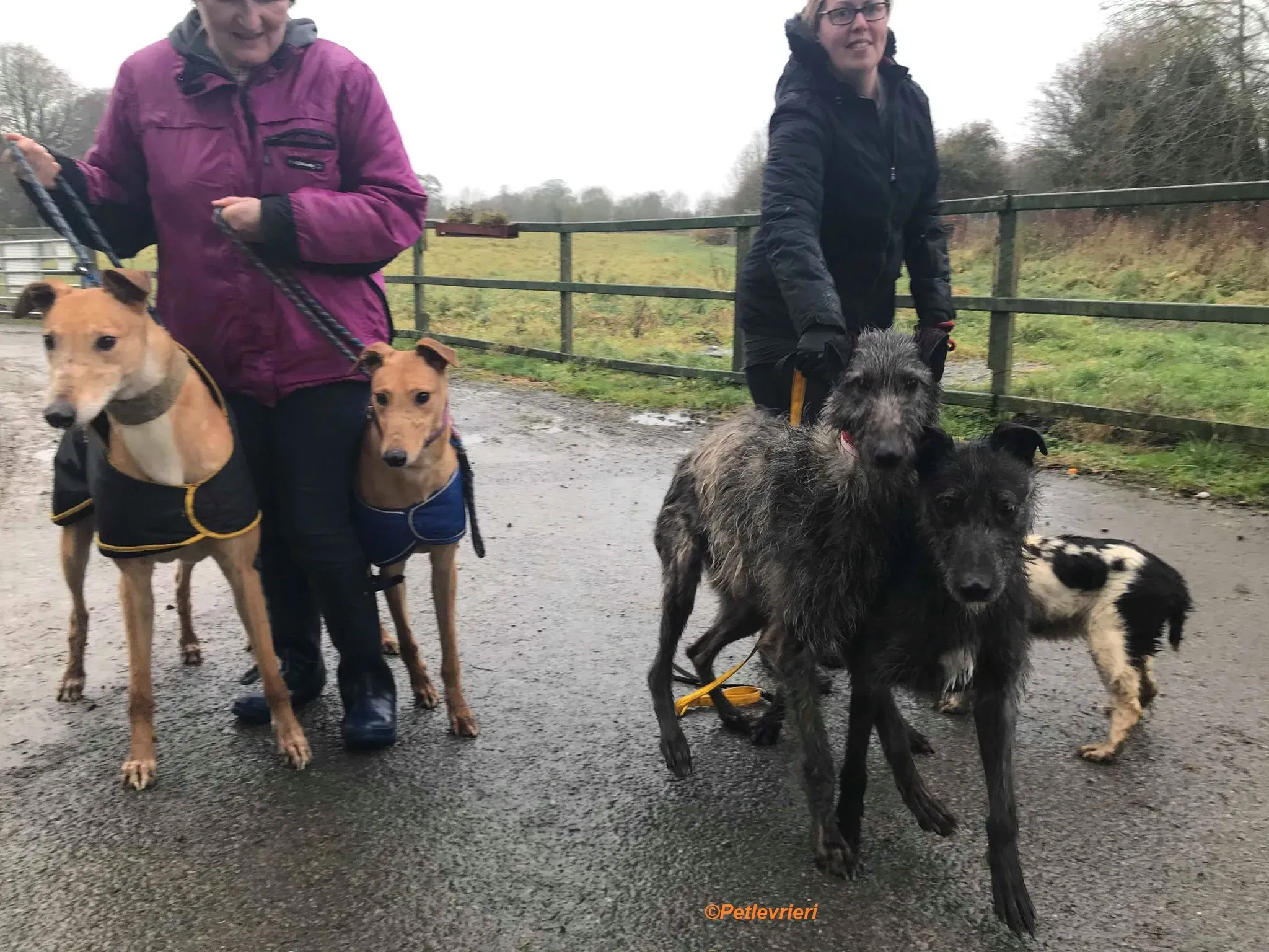 Arighi adozione levrieri greyhound 8