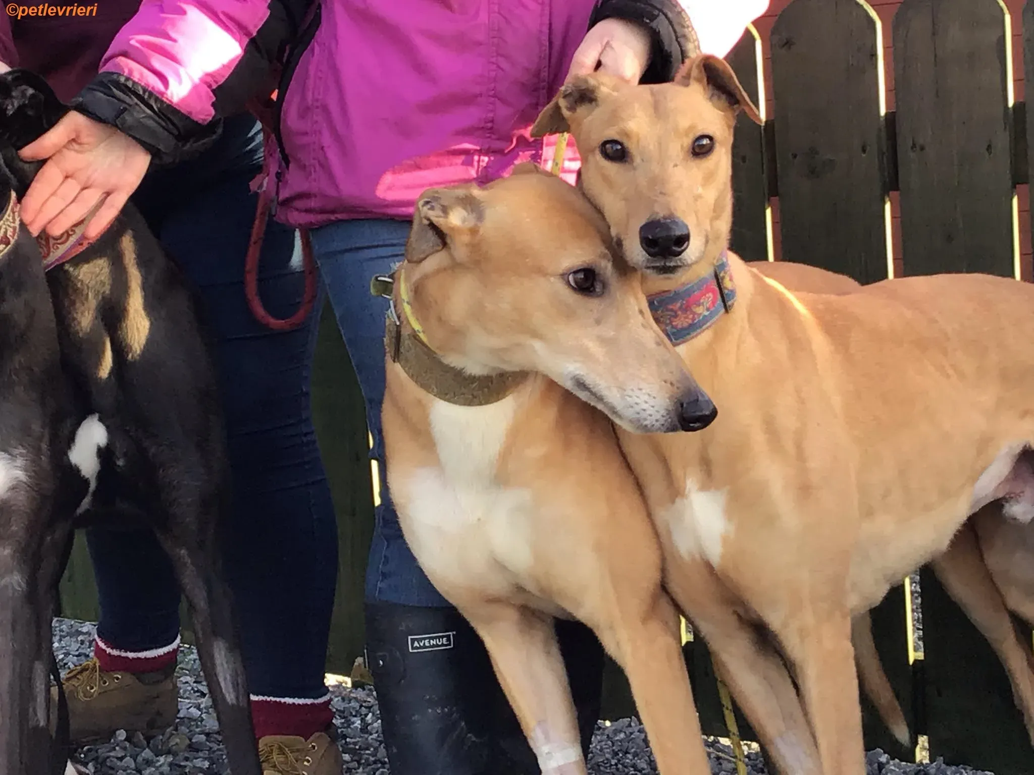 Arighi adozione levrieri greyhound 9