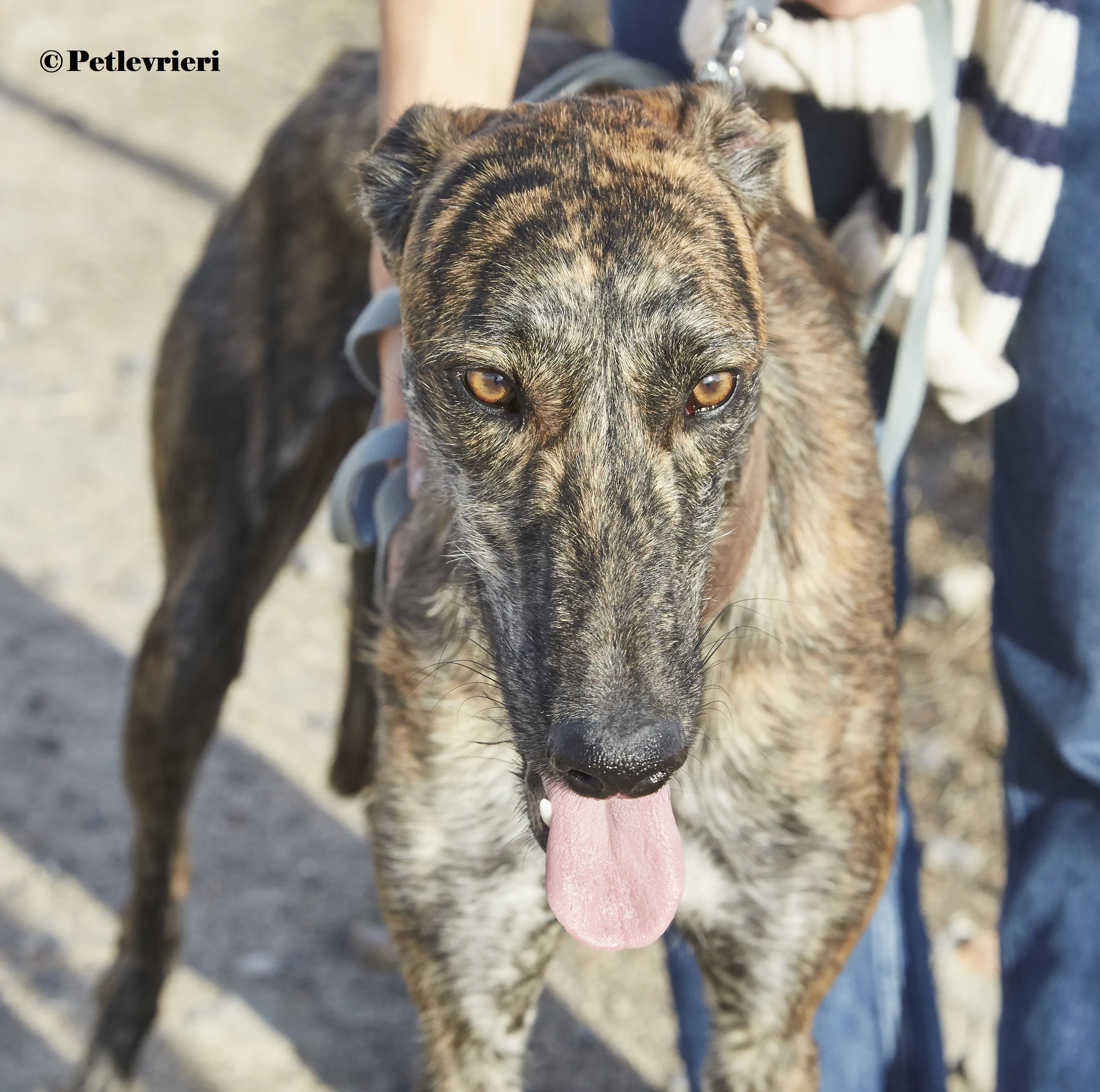 Aristoteles galgo adozione pet levrieri onlus 1