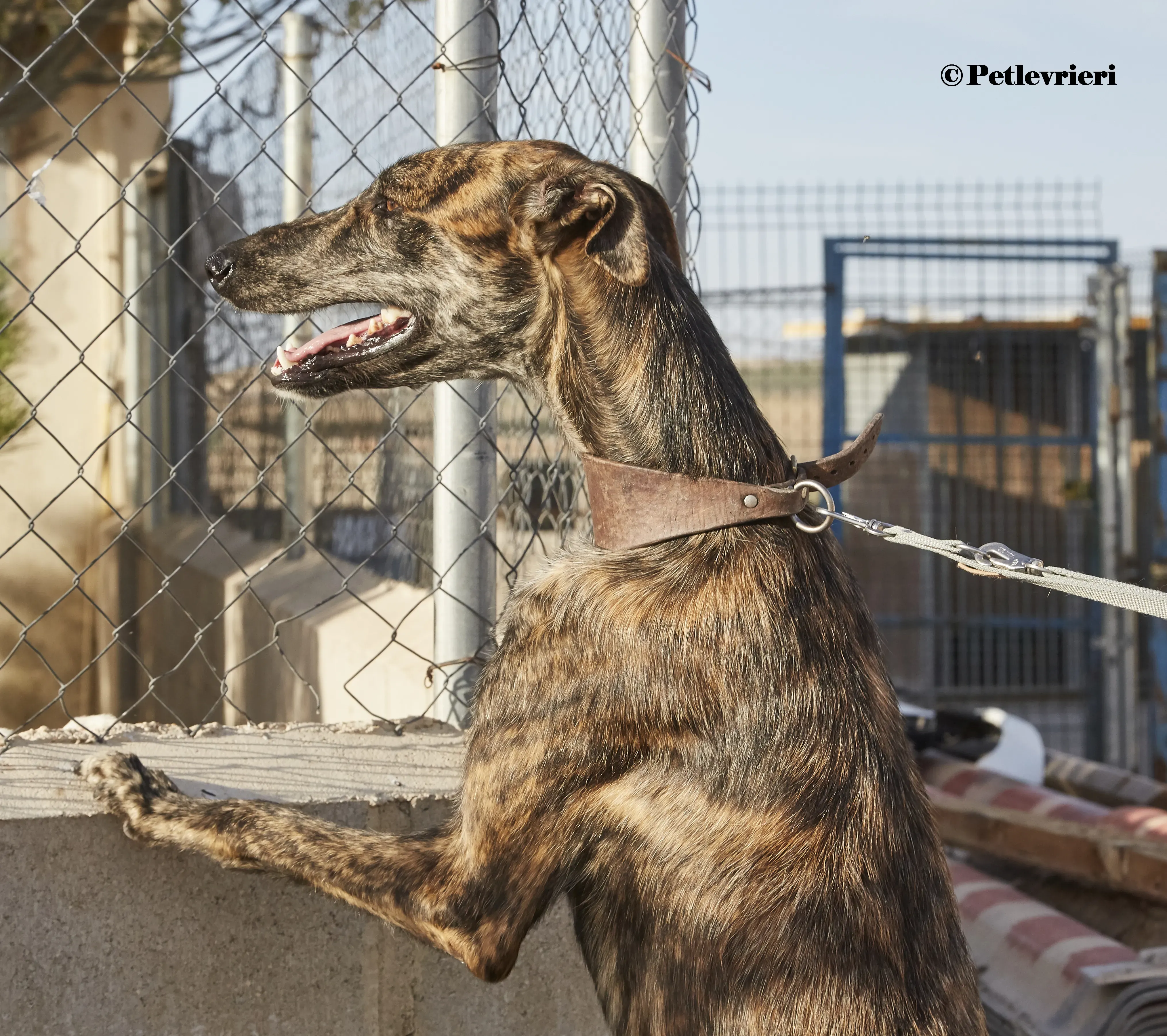 Aristoteles galgo adozione pet levrieri onlus 2