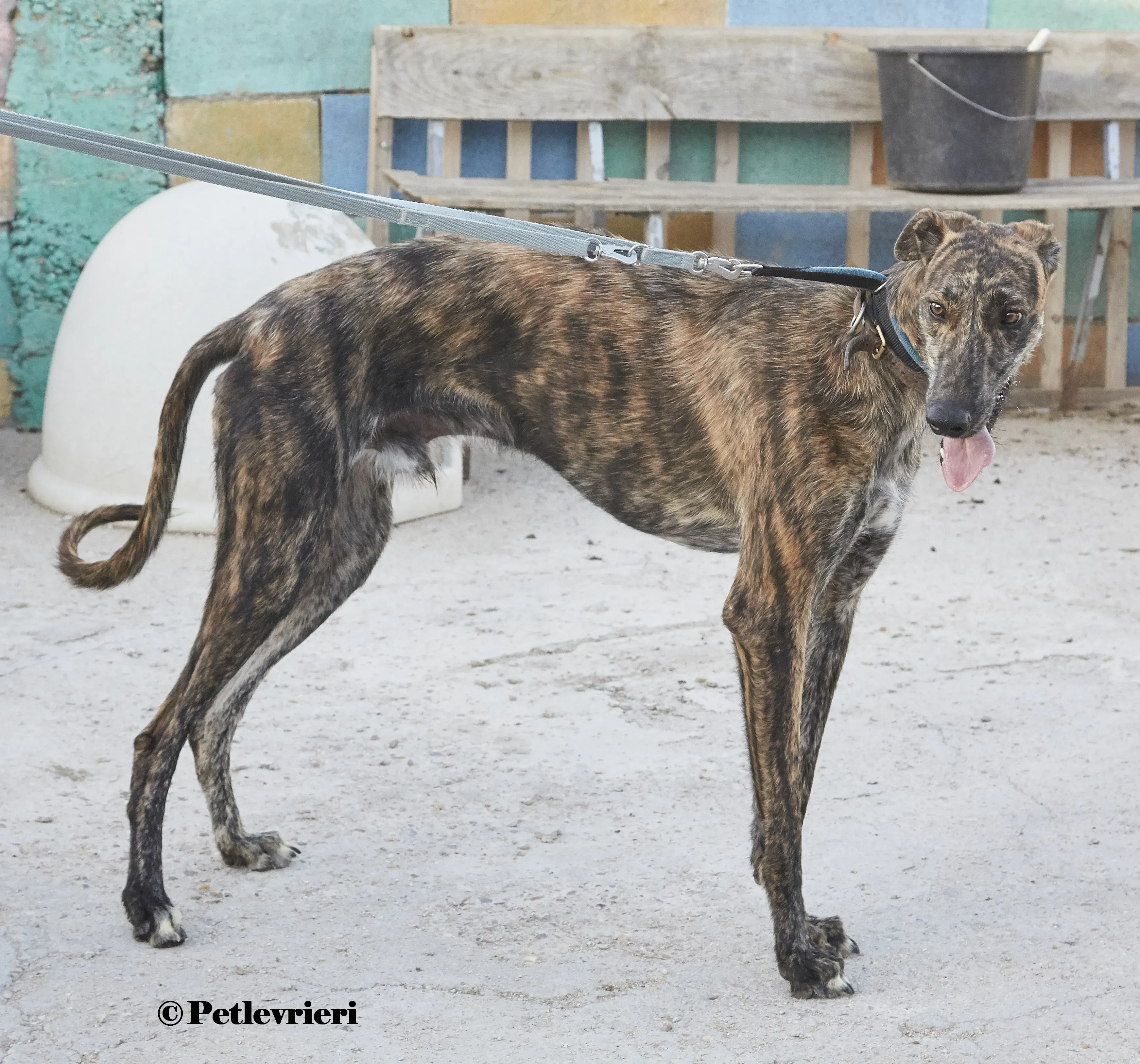Aristoteles galgo adozione pet levrieri onlus 3