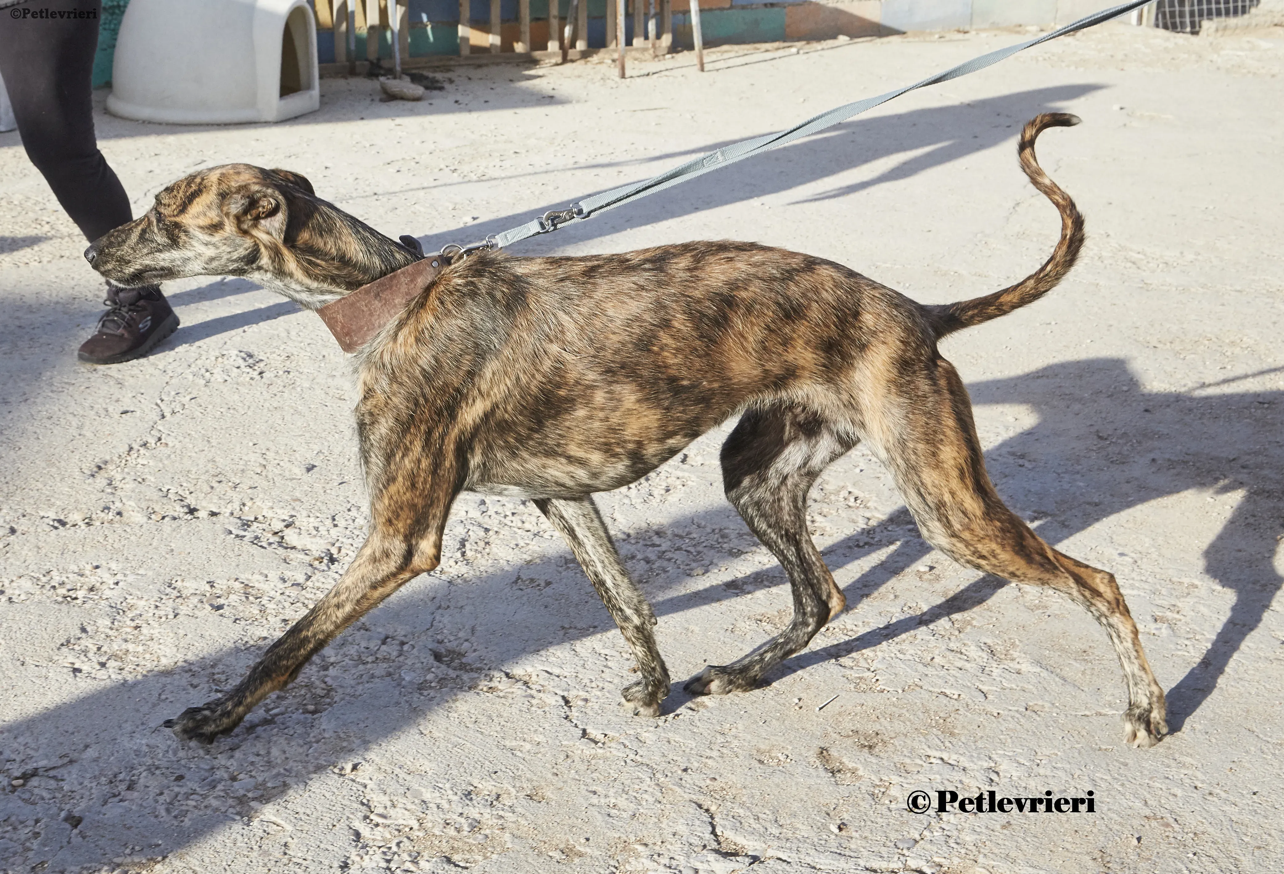 Aristoteles galgo adozione pet levrieri onlus 4