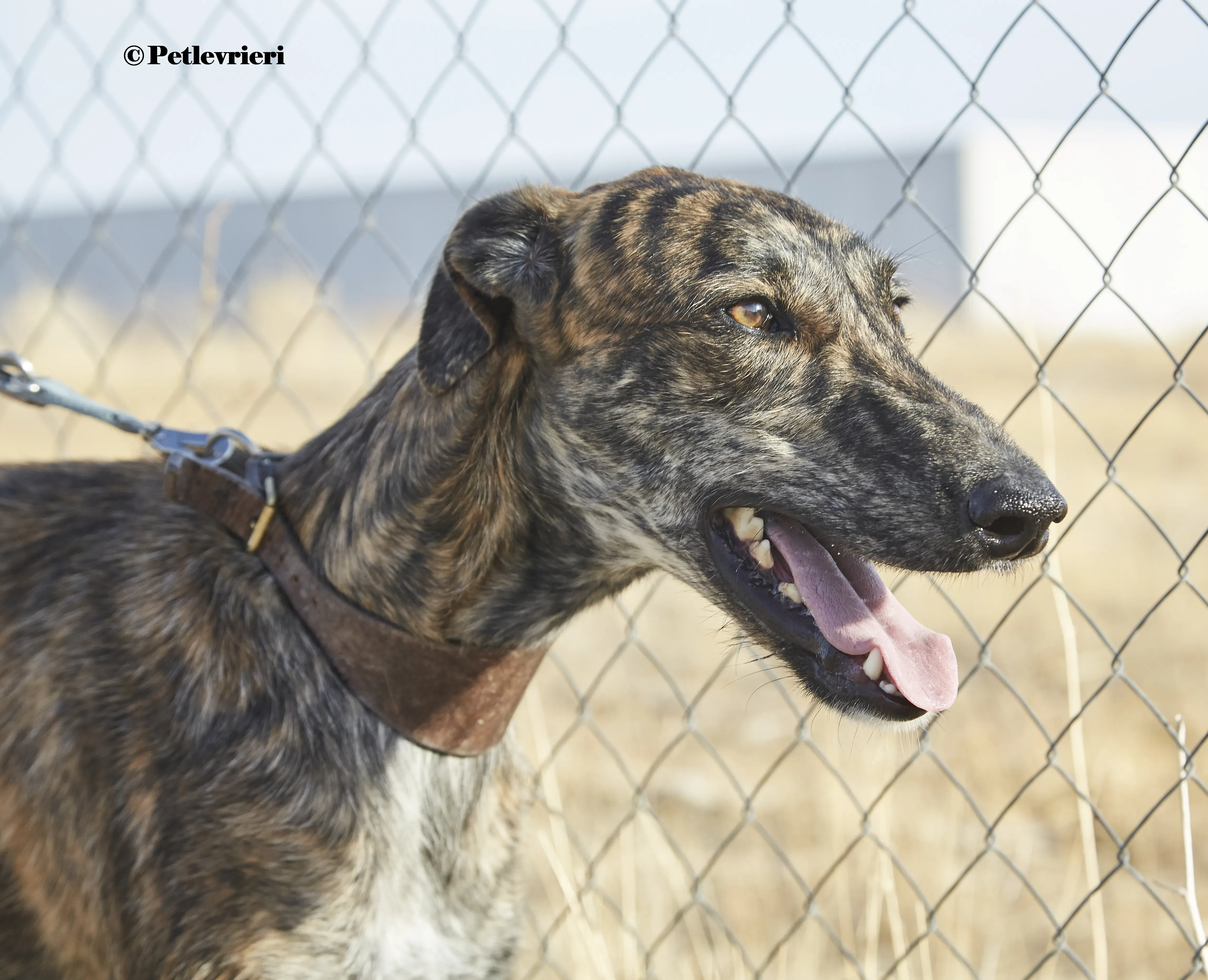 Aristoteles galgo adozione pet levrieri onlus 5