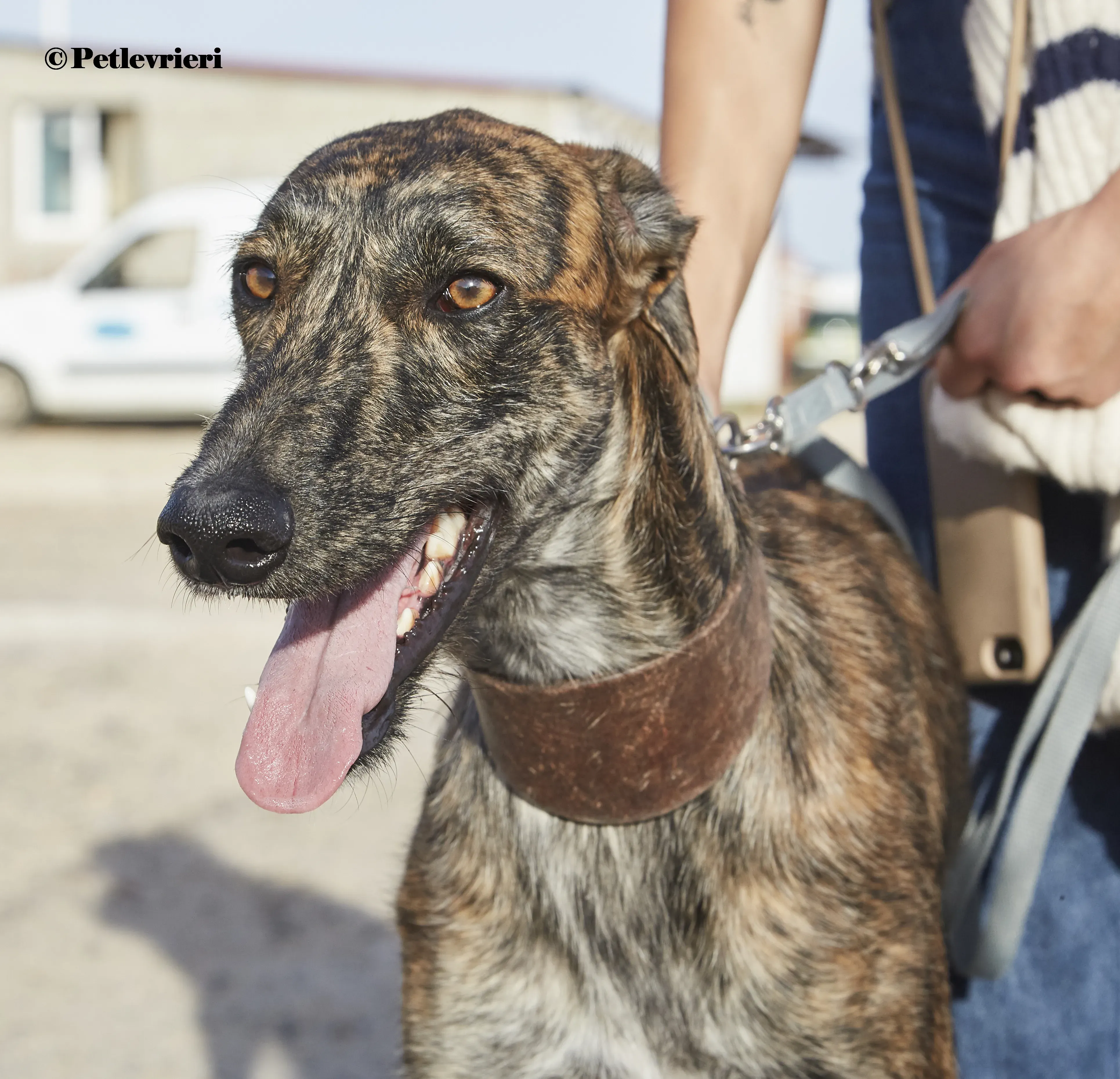 Aristoteles galgo adozione pet levrieri onlus 6