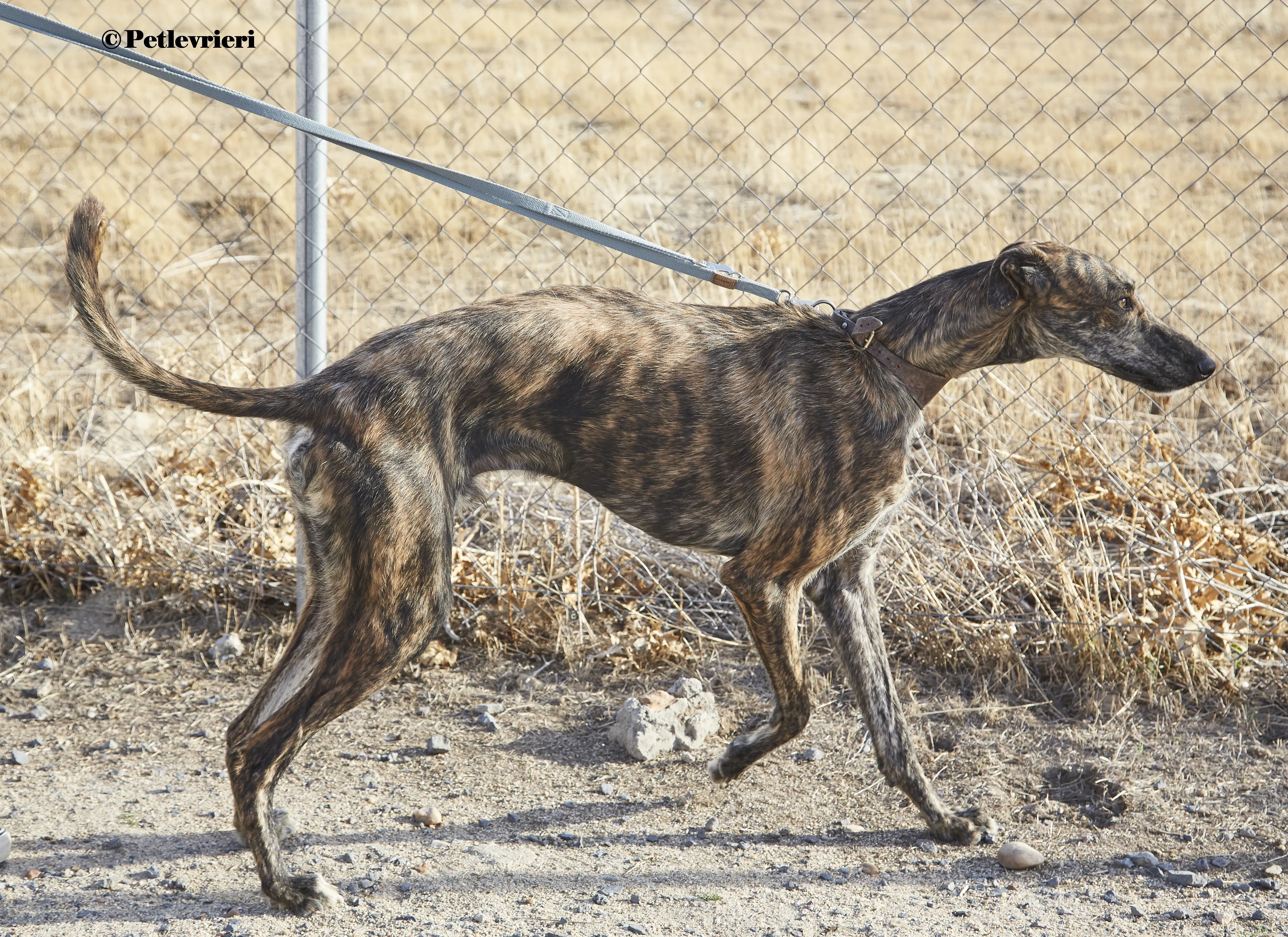 Aristoteles galgo adozione pet levrieri onlus 7