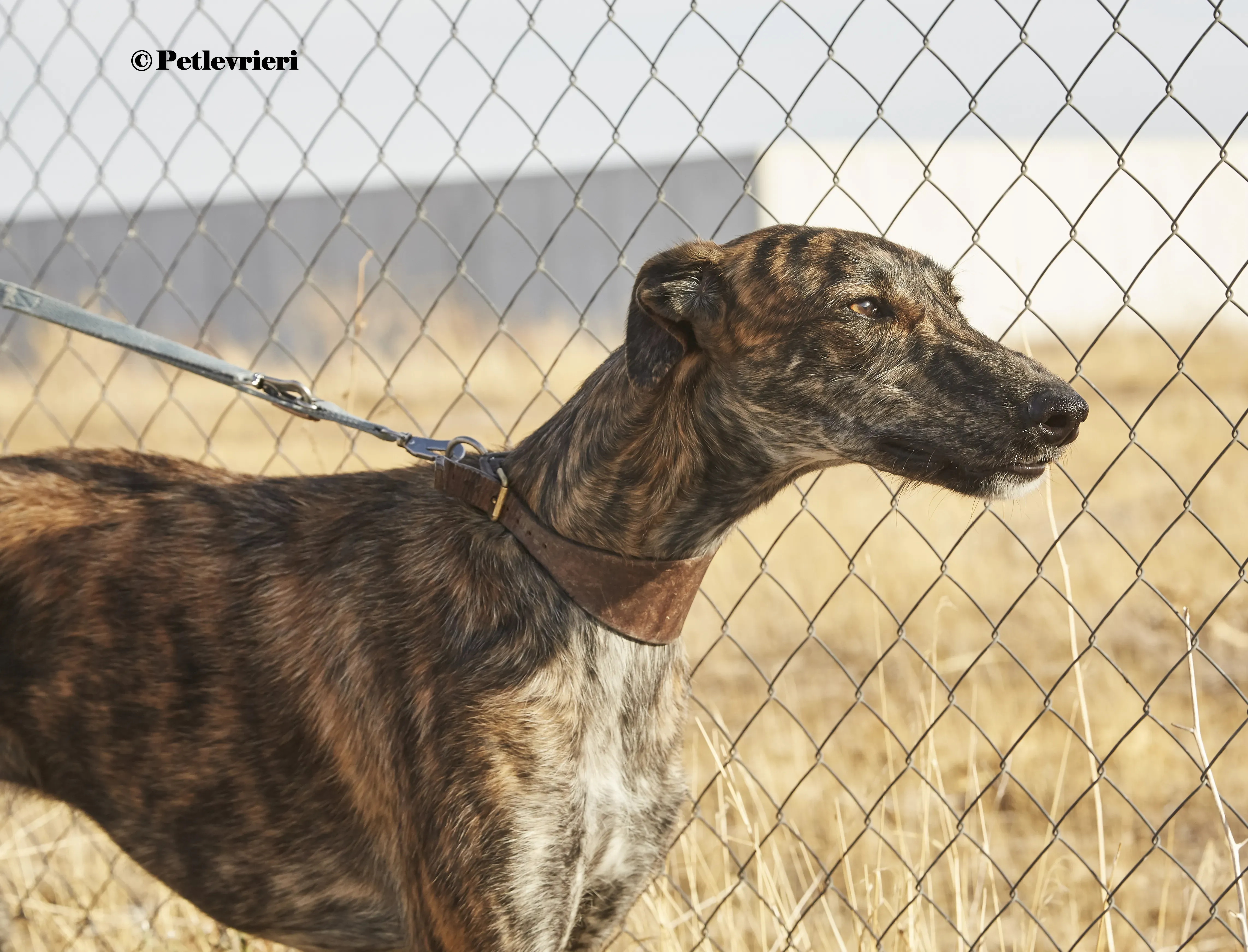 Aristoteles galgo adozione pet levrieri onlus 8