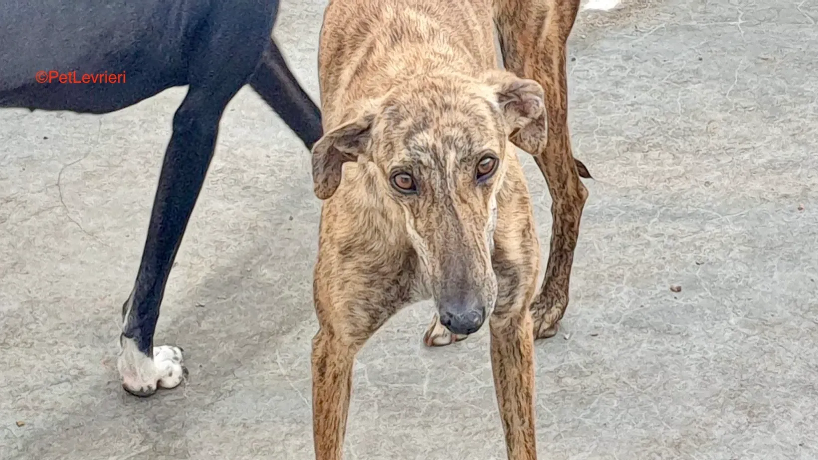 Armonia adozione levrieri galgo 1