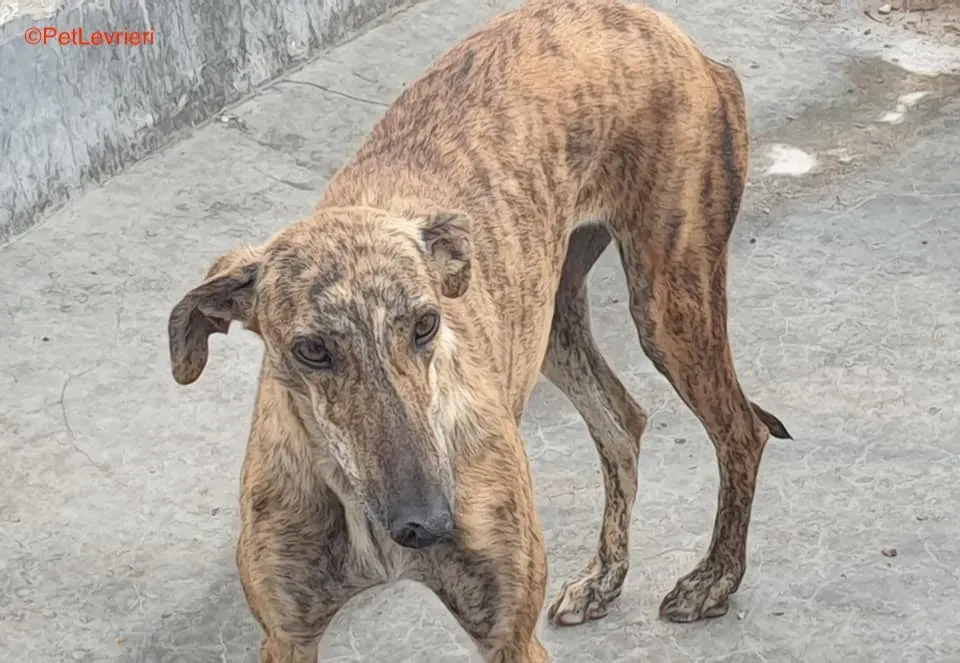 Armonia adozione levrieri galgo 2