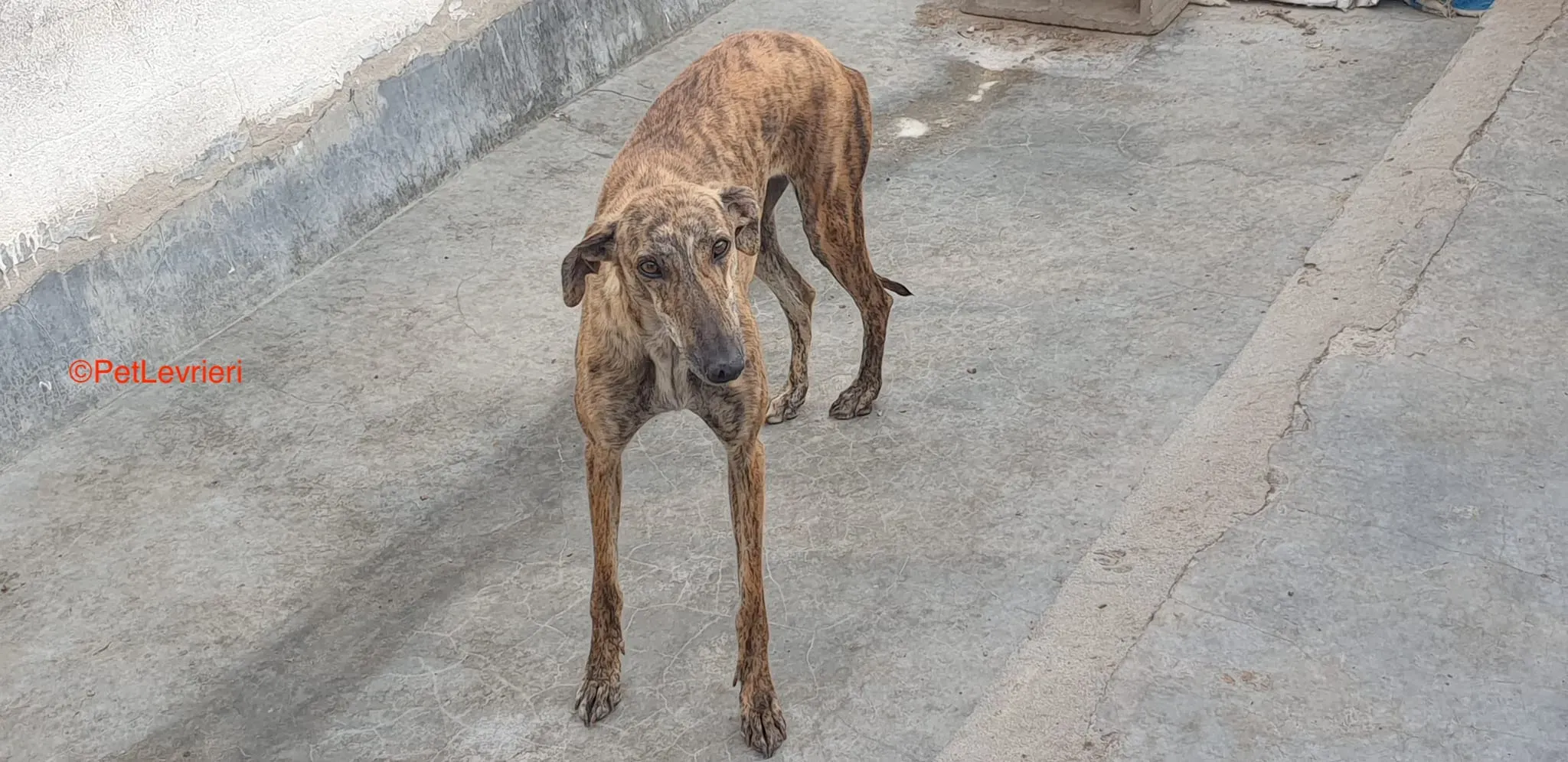 Armonia adozione levrieri galgo 3