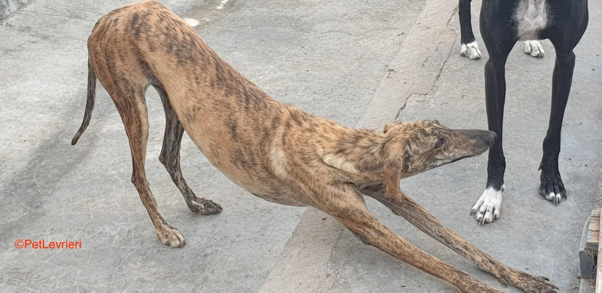 Armonia adozione levrieri galgo 4