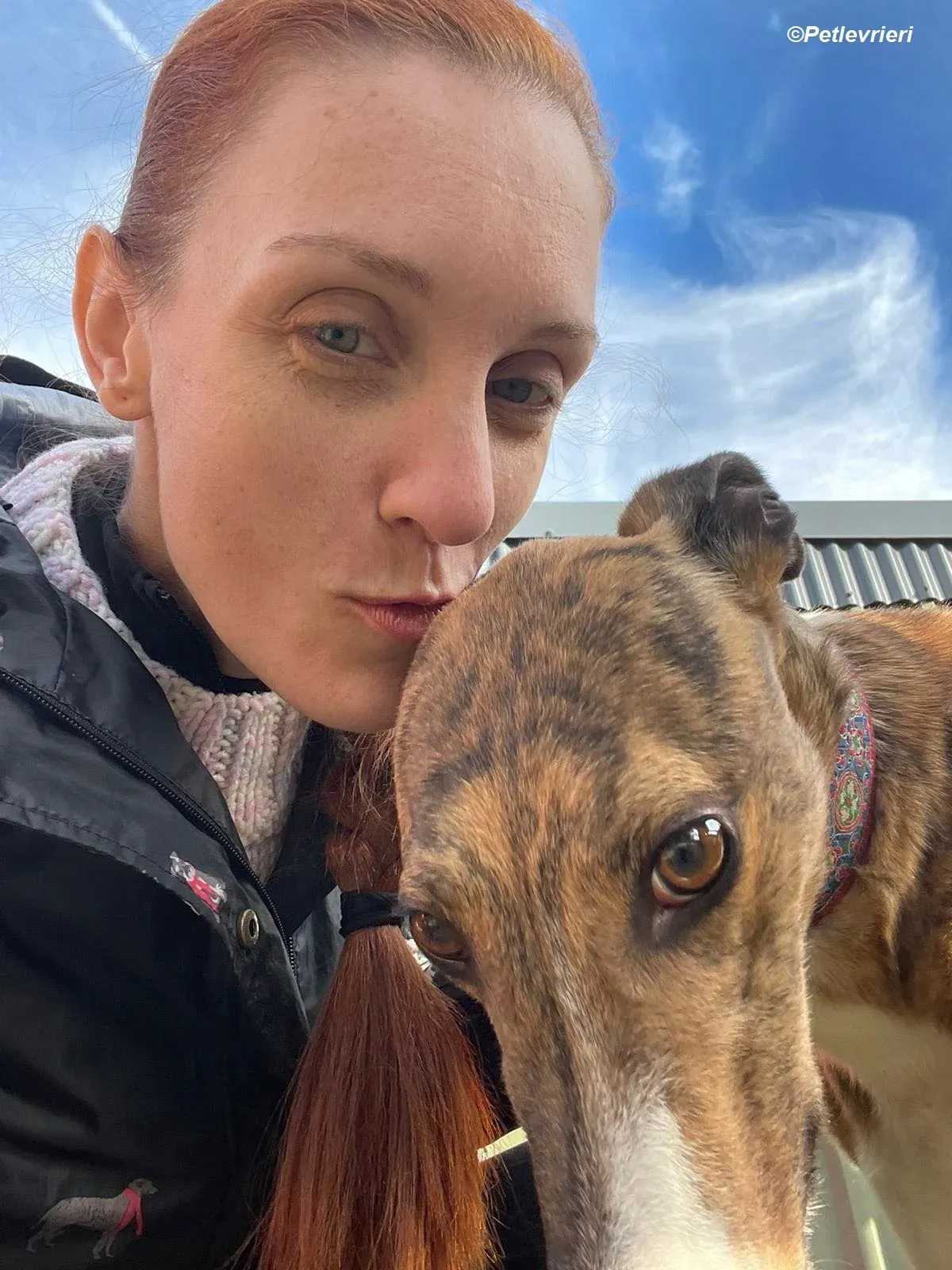 Arrax adozione levrieri greyhound 1