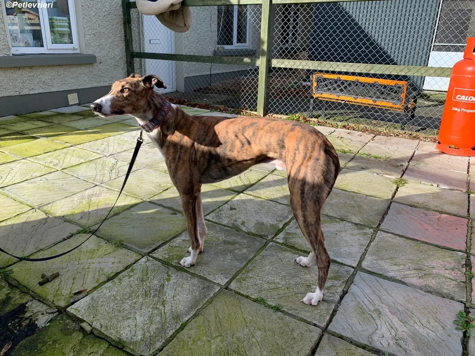 Arrax adozione levrieri greyhound 10