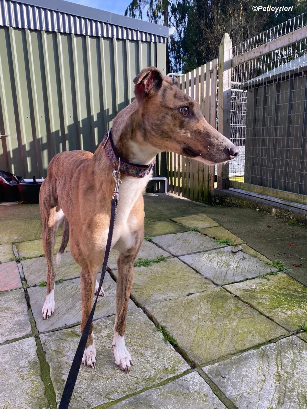 Arrax adozione levrieri greyhound 11