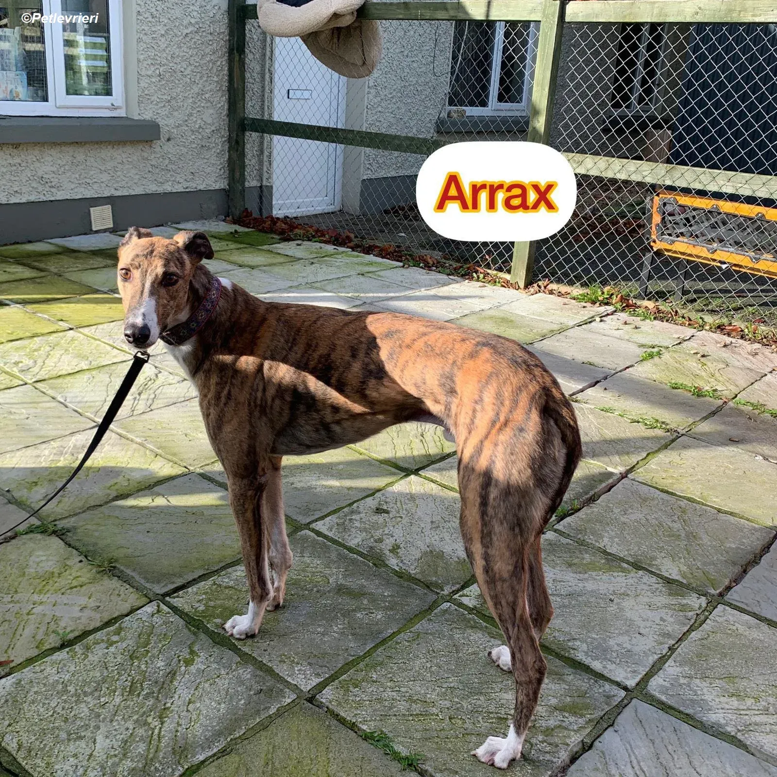 Arrax adozione levrieri greyhound 12